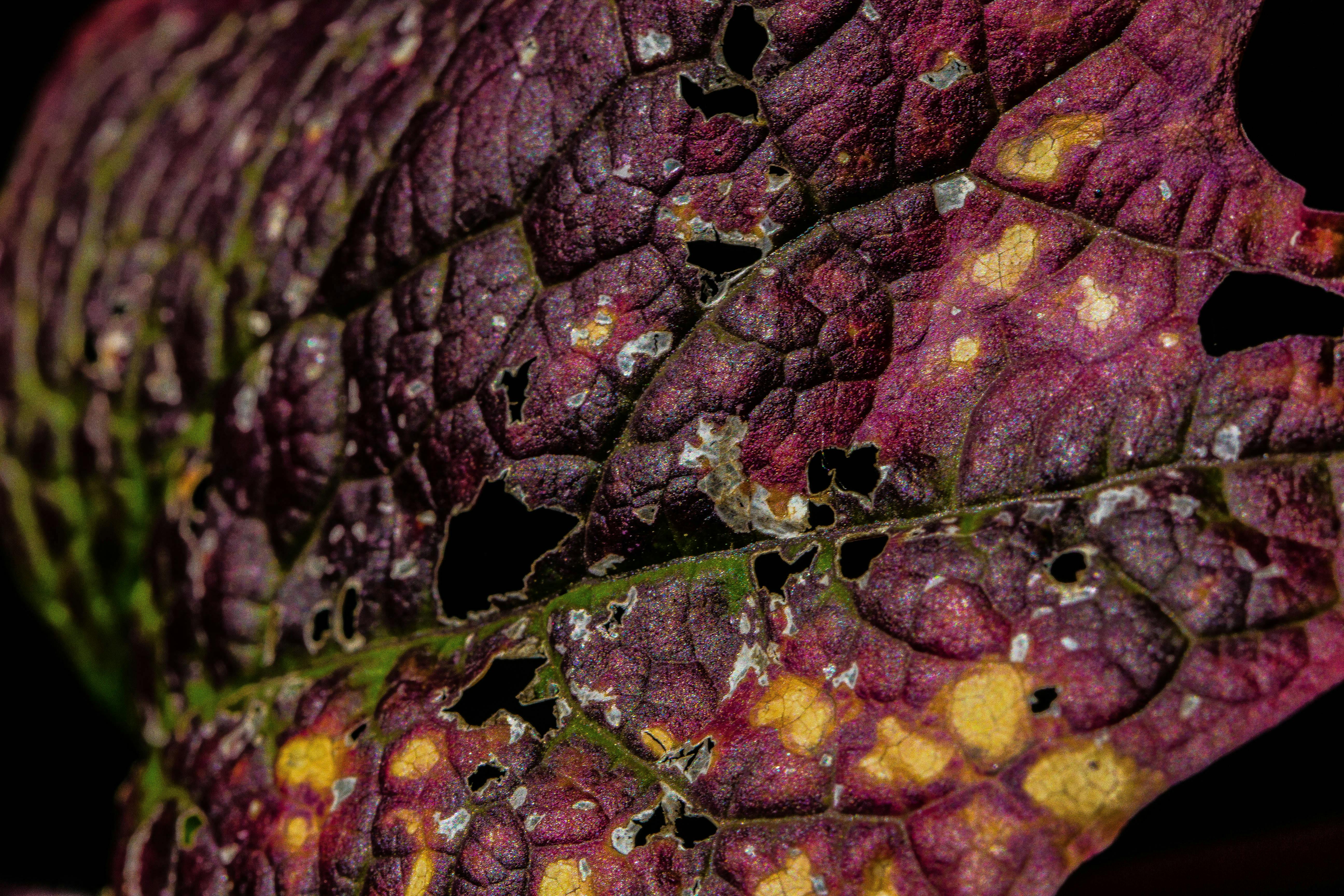 Gratis Detaljert makrobilde av et råtnende blad som viser frem livlige teksturer og naturlige mønstre. Arkivbilde