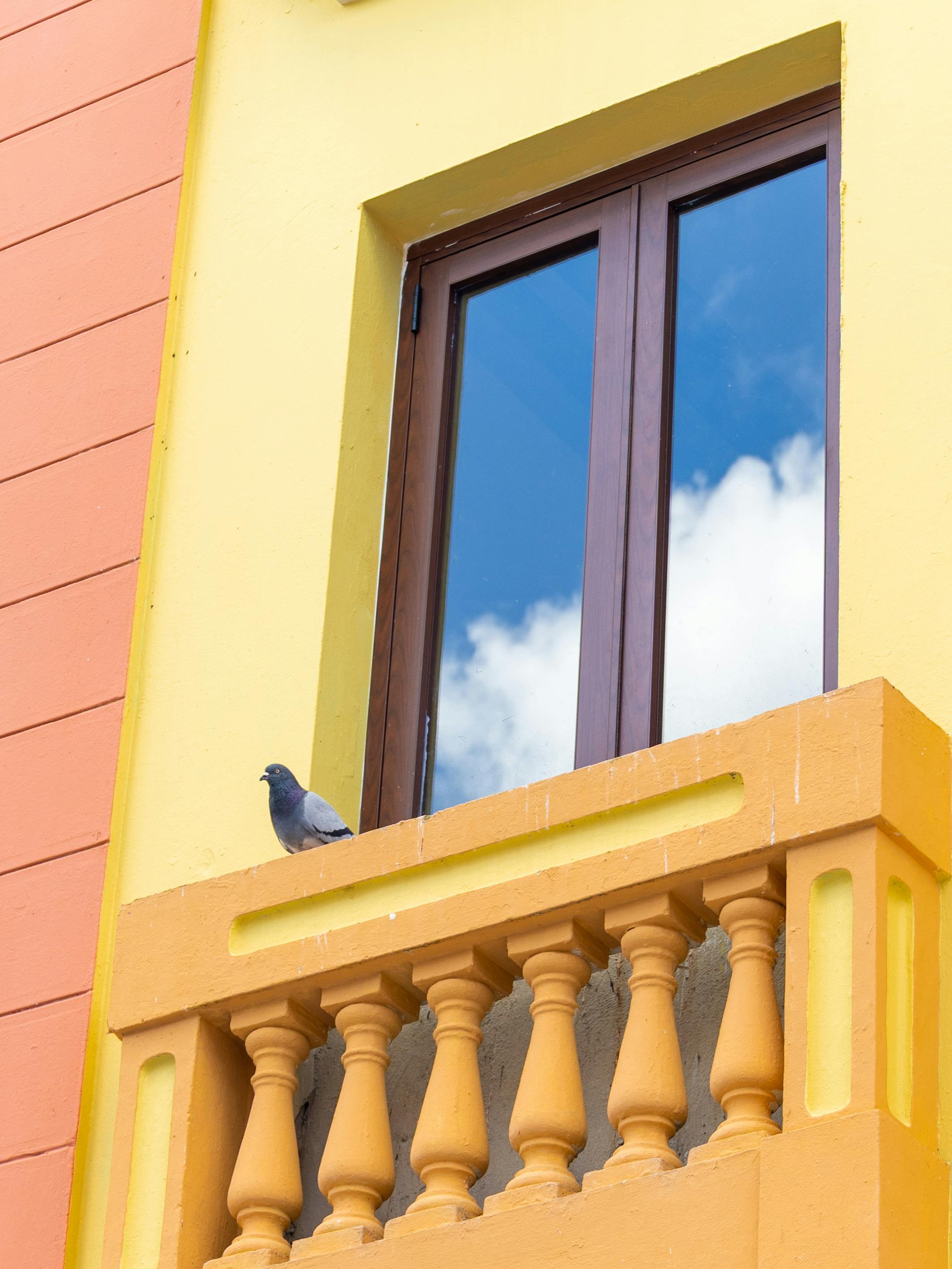 Zadarmo Živá scéna z balkóna s holubom sediacim pri okne odrážajúcom modrú oblohu. Fotka z fotobanky