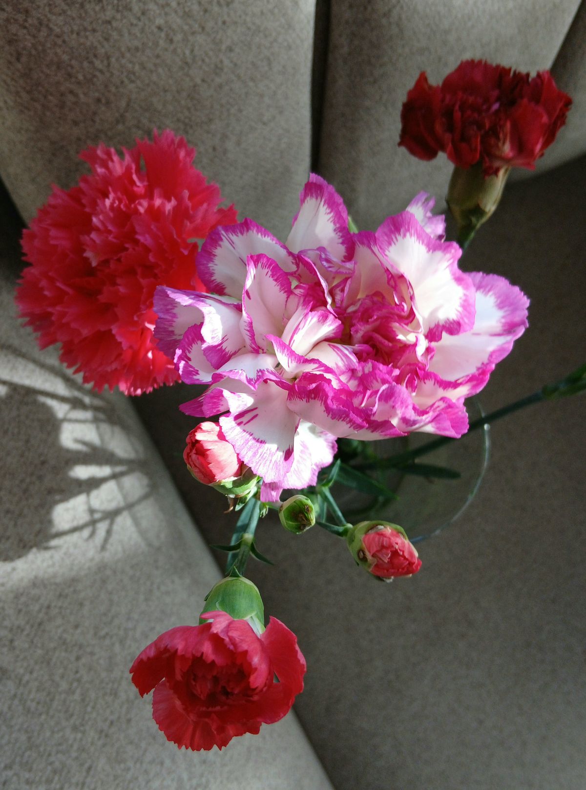 Vivid red and pink carnations in natural lighting