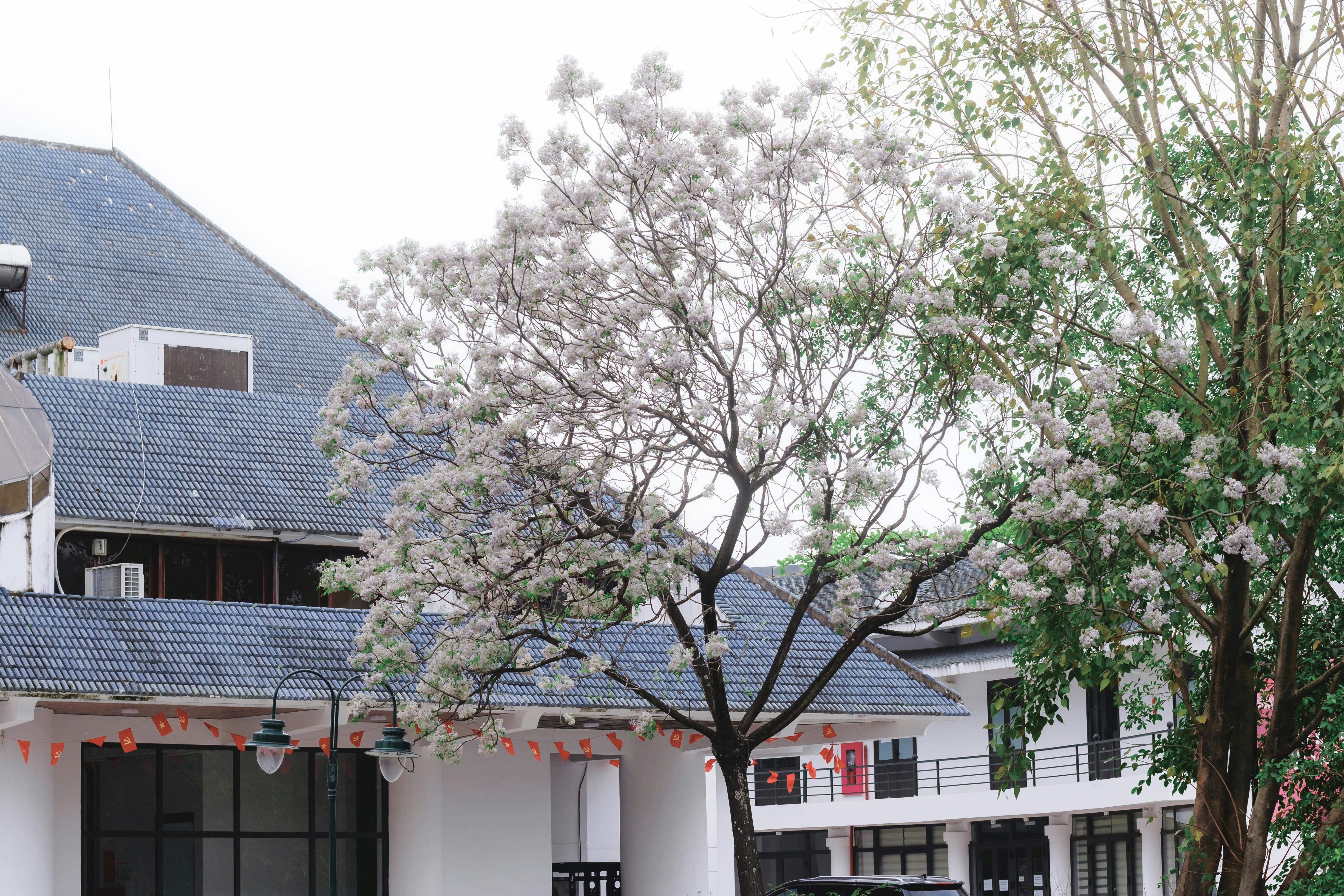 免费 越南河内一条现代化的街道两旁绿树成荫，繁花盛开，完美展现了春天的气息。 素材图片