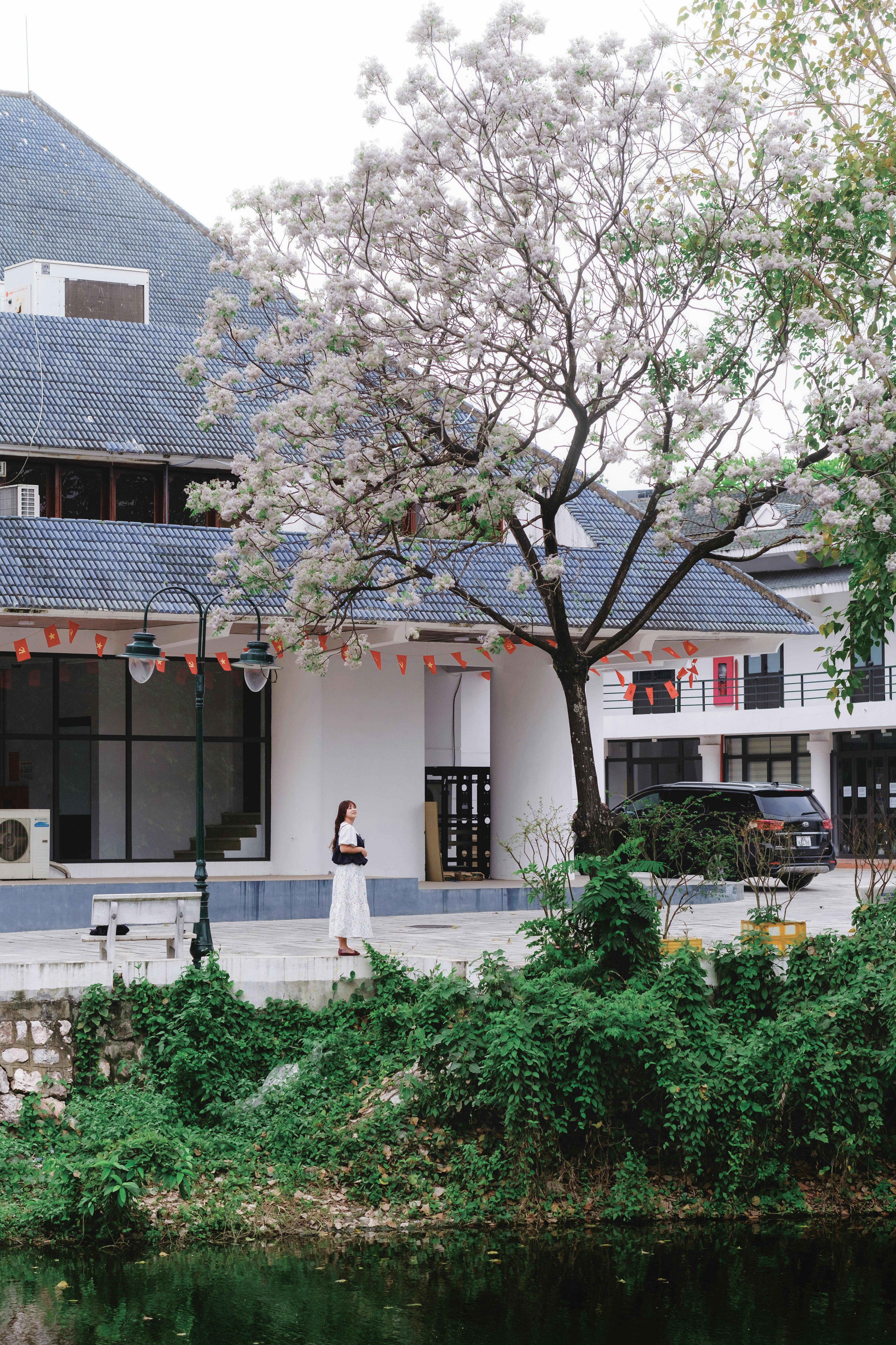 Miễn phí Ảnh lưu trữ miễn phí về flower, hanoi, vietnam Ảnh lưu trữ