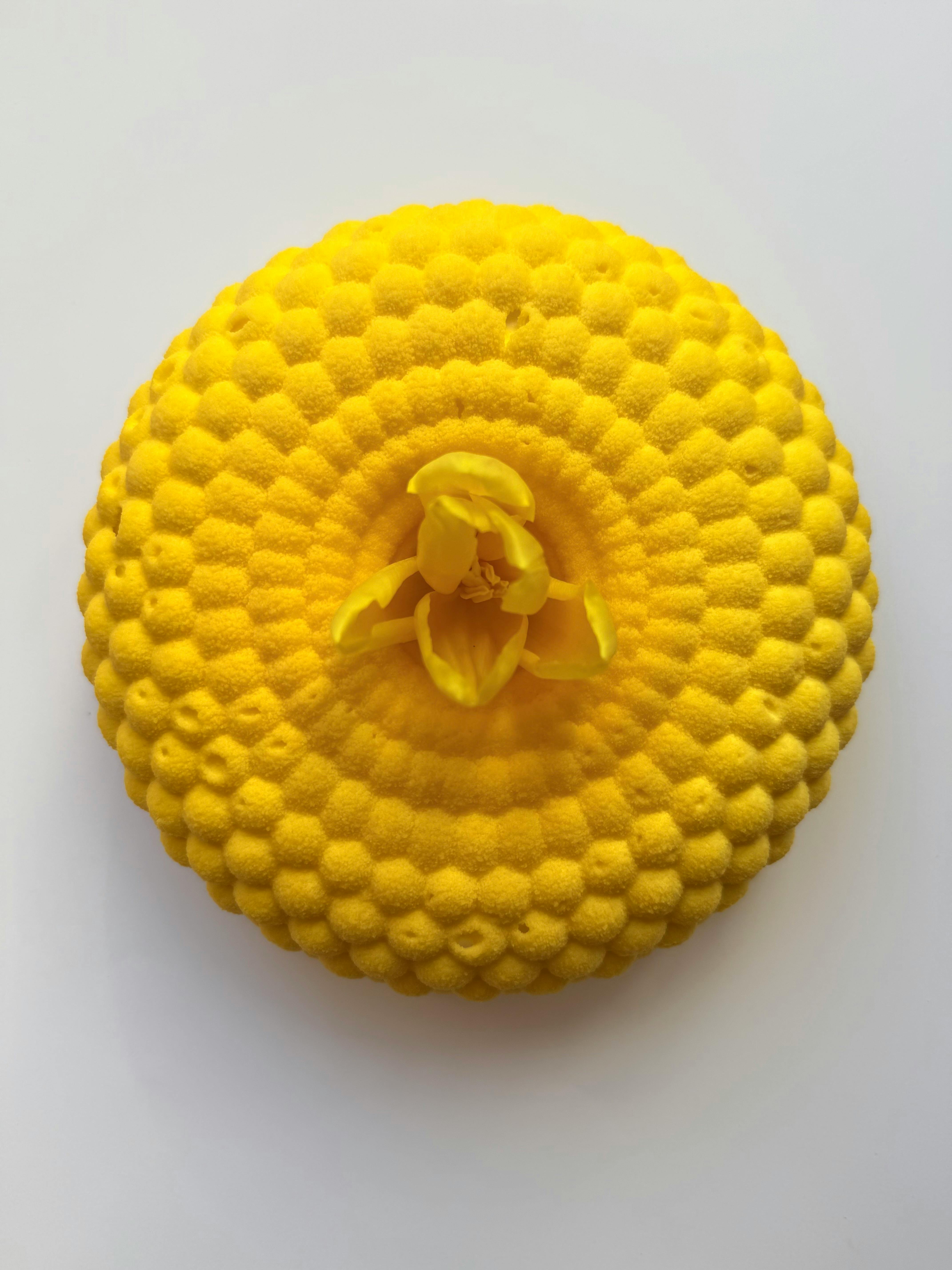 bezplatná Žlutá kruhová socha s geometrickým vzorem, izolovaná na bílém pozadí. Základová fotografie