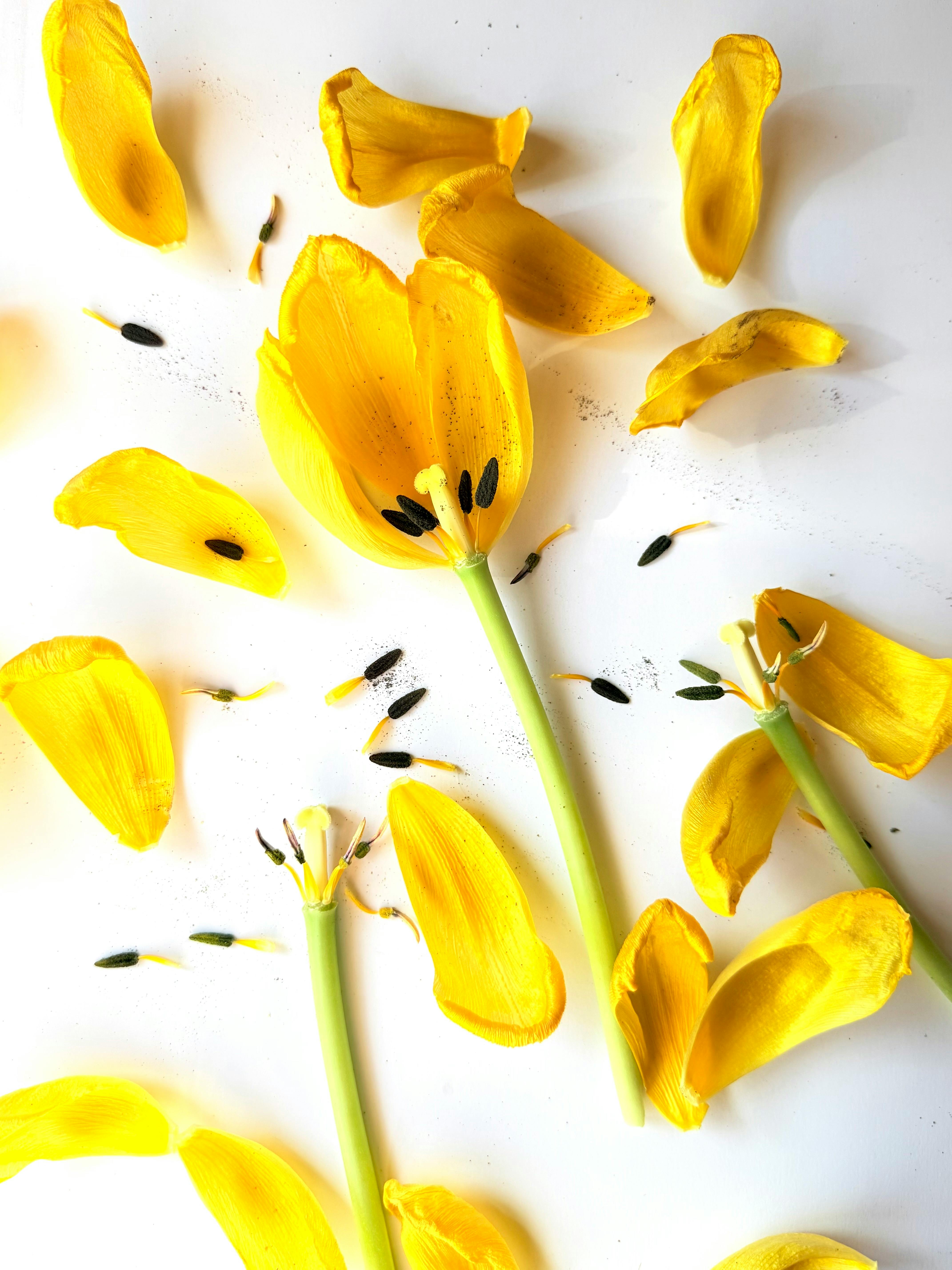 Miễn phí Những cánh hoa tulip vàng rải rác cùng cuống hoa được sắp xếp nghệ thuật trên nền trắng sáng. Ảnh lưu trữ