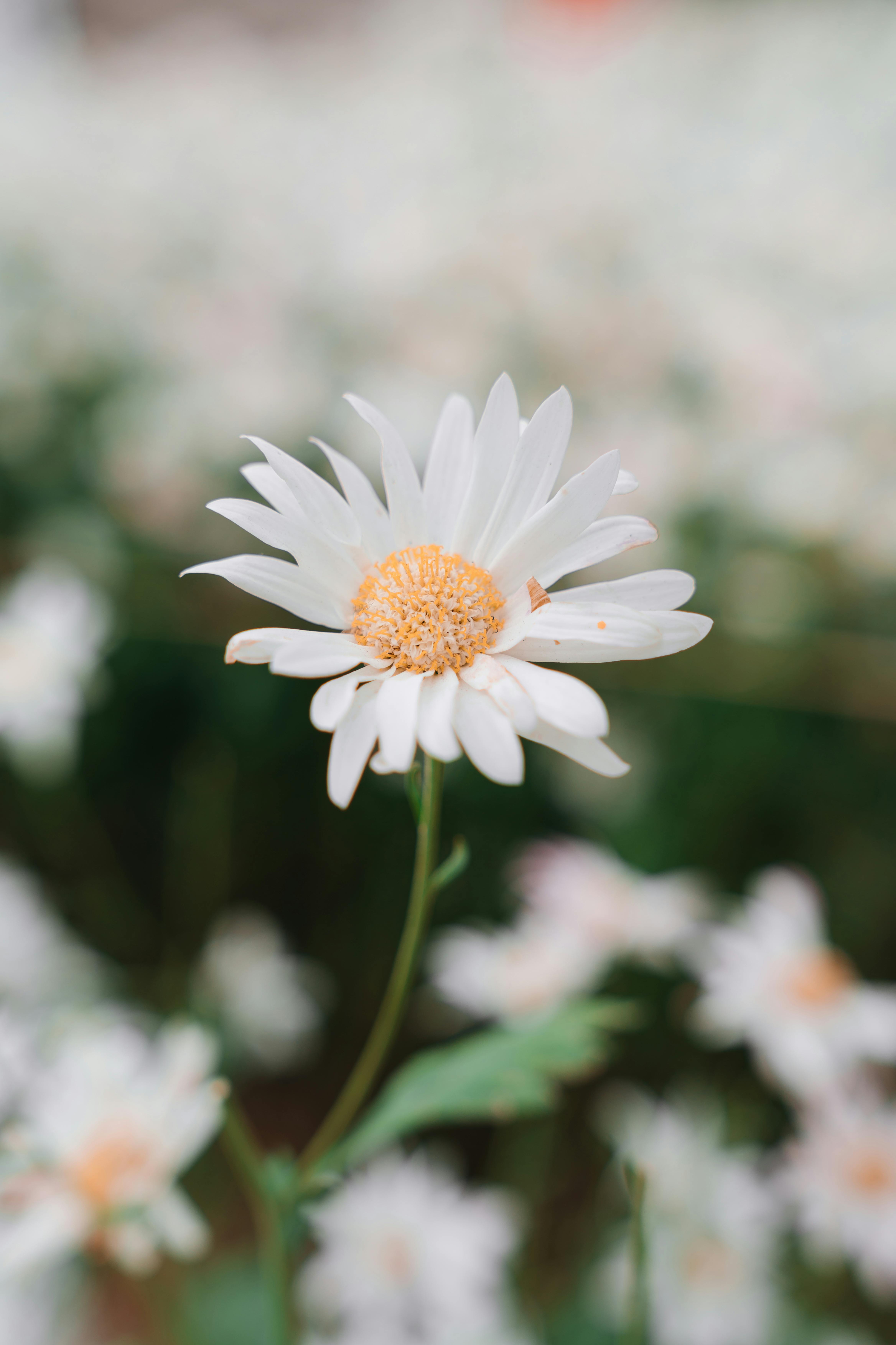 gratis Close-up van een bloeiende kamillebloem tegen een wazige groen-witte achtergrond in Hanoi. Stockfoto