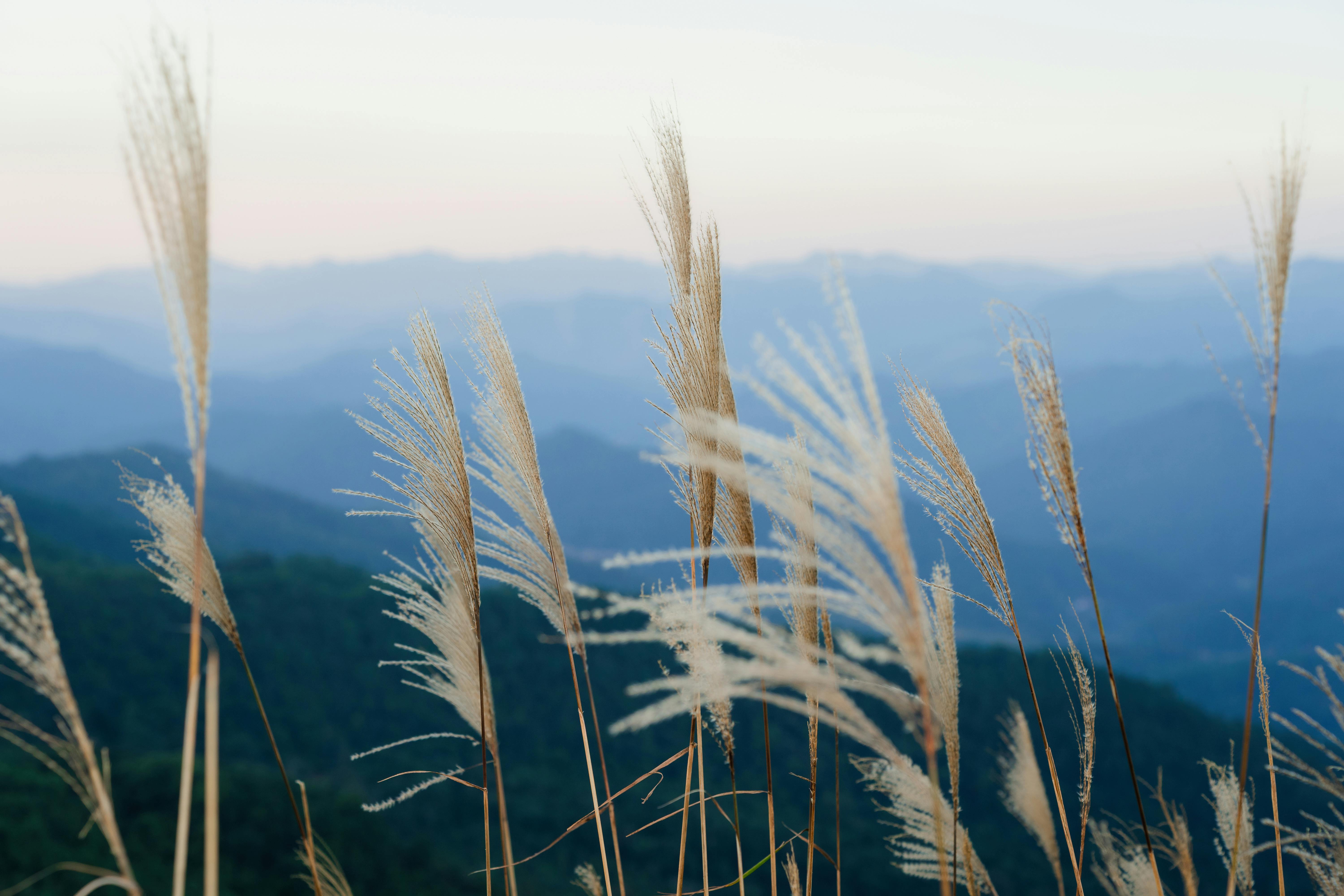 Miễn phí Ảnh lưu trữ miễn phí về 28-75mm, binhlieu, cỏ lau Ảnh lưu trữ