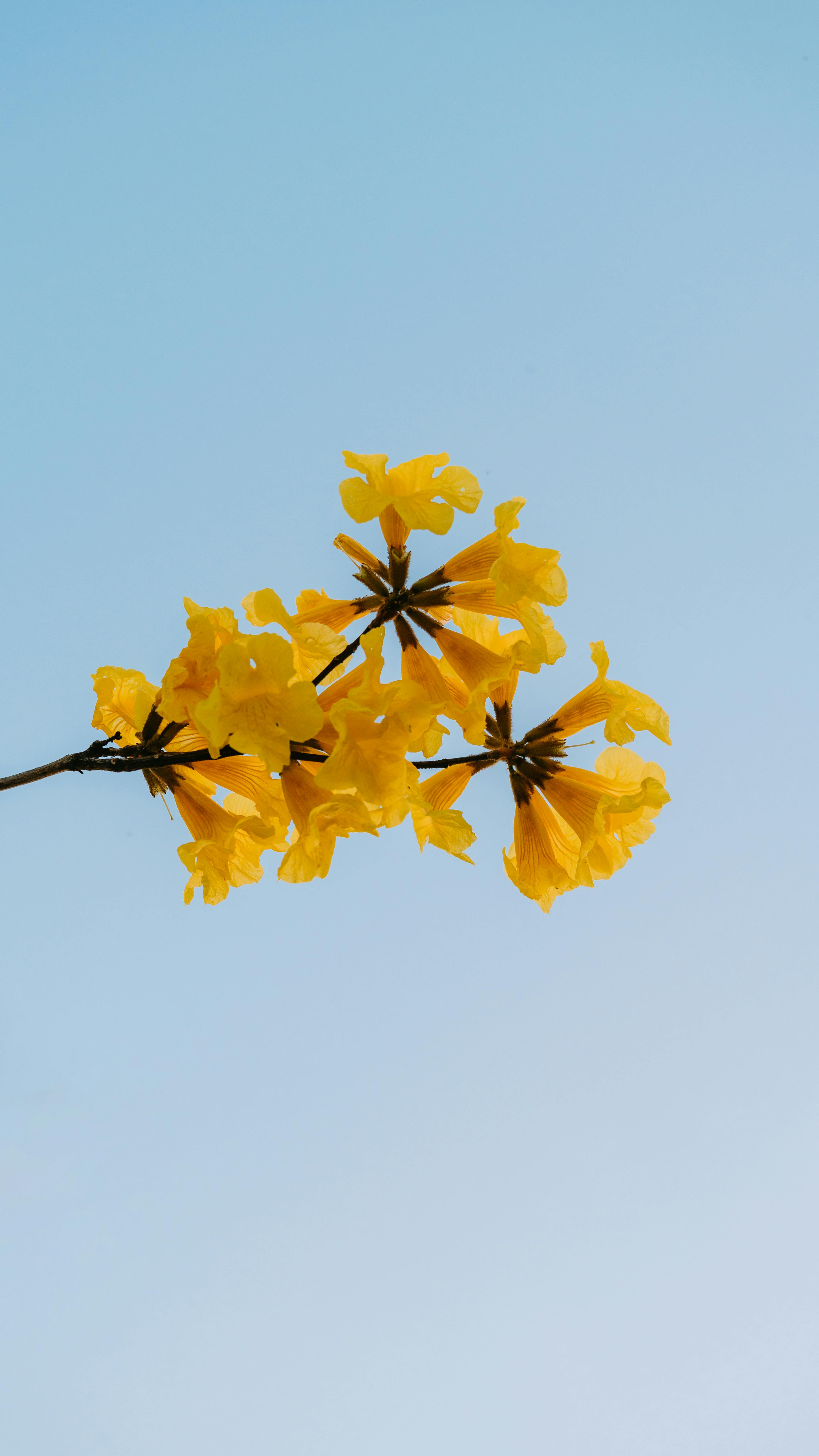 ฟรี ดอกไม้สีเหลืองสดใสเบ่งบานตัดกับท้องฟ้าสีครามสดใส ถ่ายภาพกลางแจ้งในกรุงฮานอย คลังภาพถ่าย