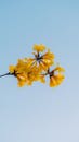 Yellow Flowers Against Blue Sky in Hanoi