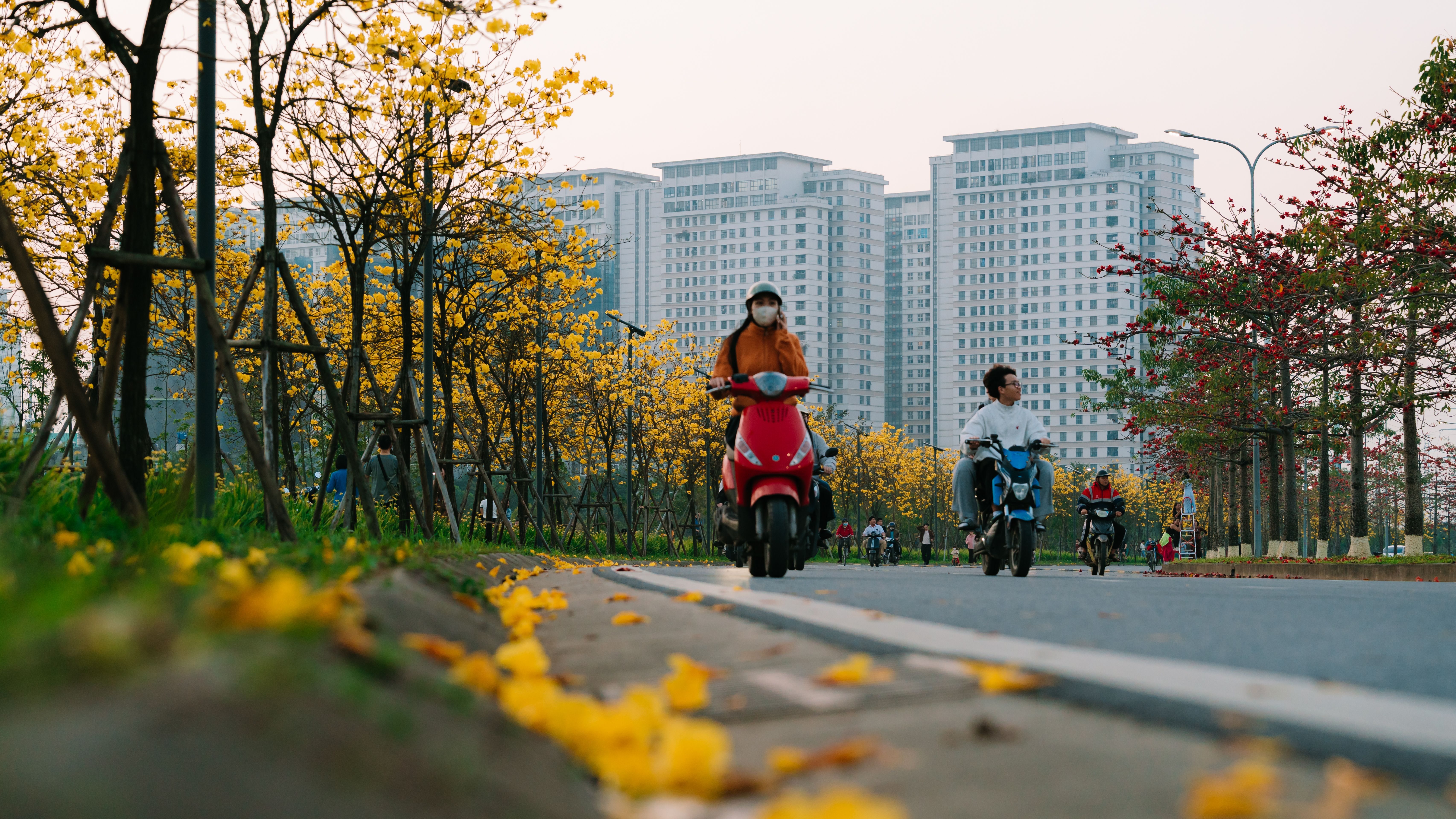 Scooters on a Tree-lined Street in Hà Nội · Free Stock Photo