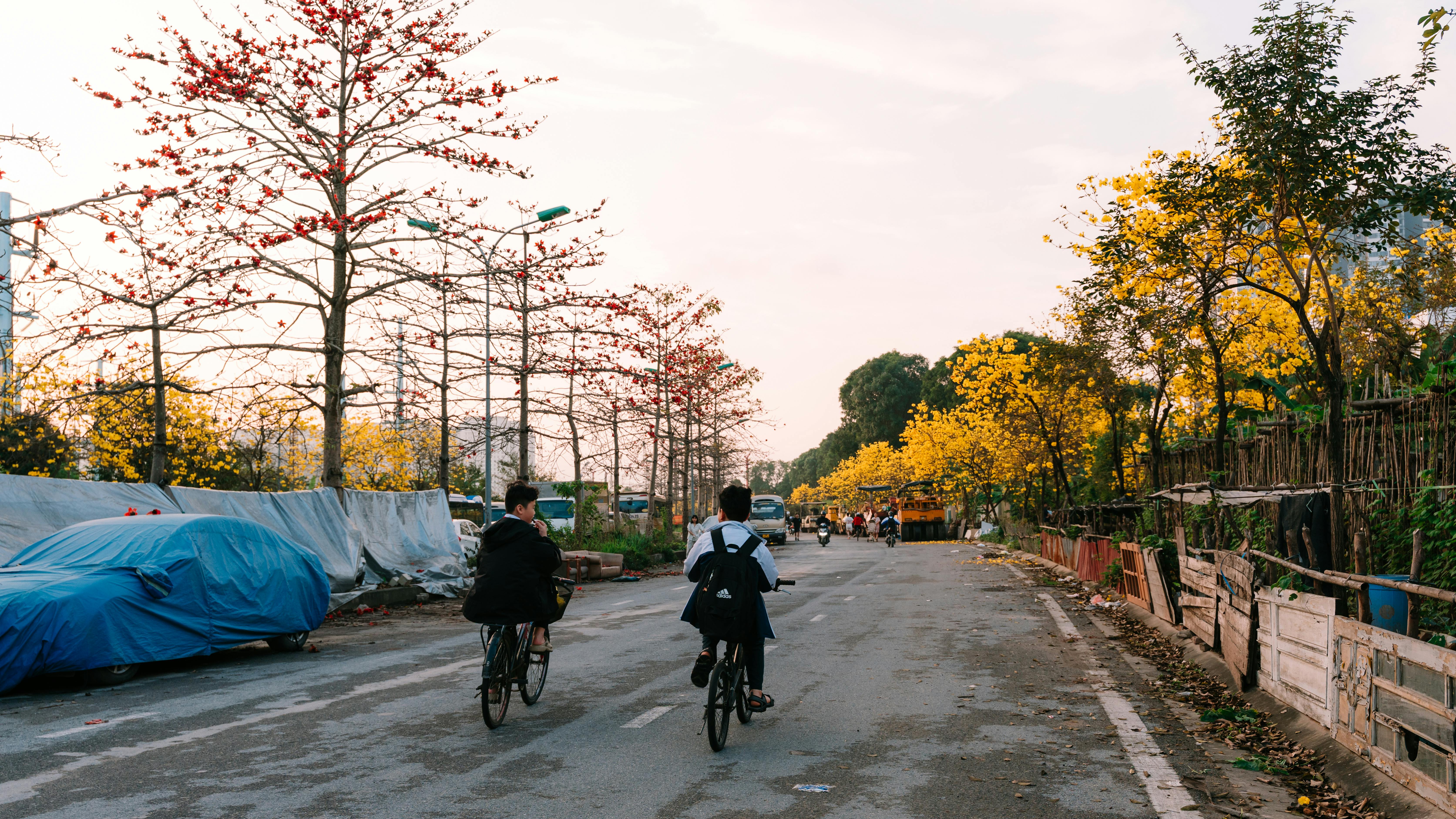 免费 骑自行车的人沿着河内一条充满活力的街道骑行，街道两旁绿树成荫，春意盎然。 素材图片