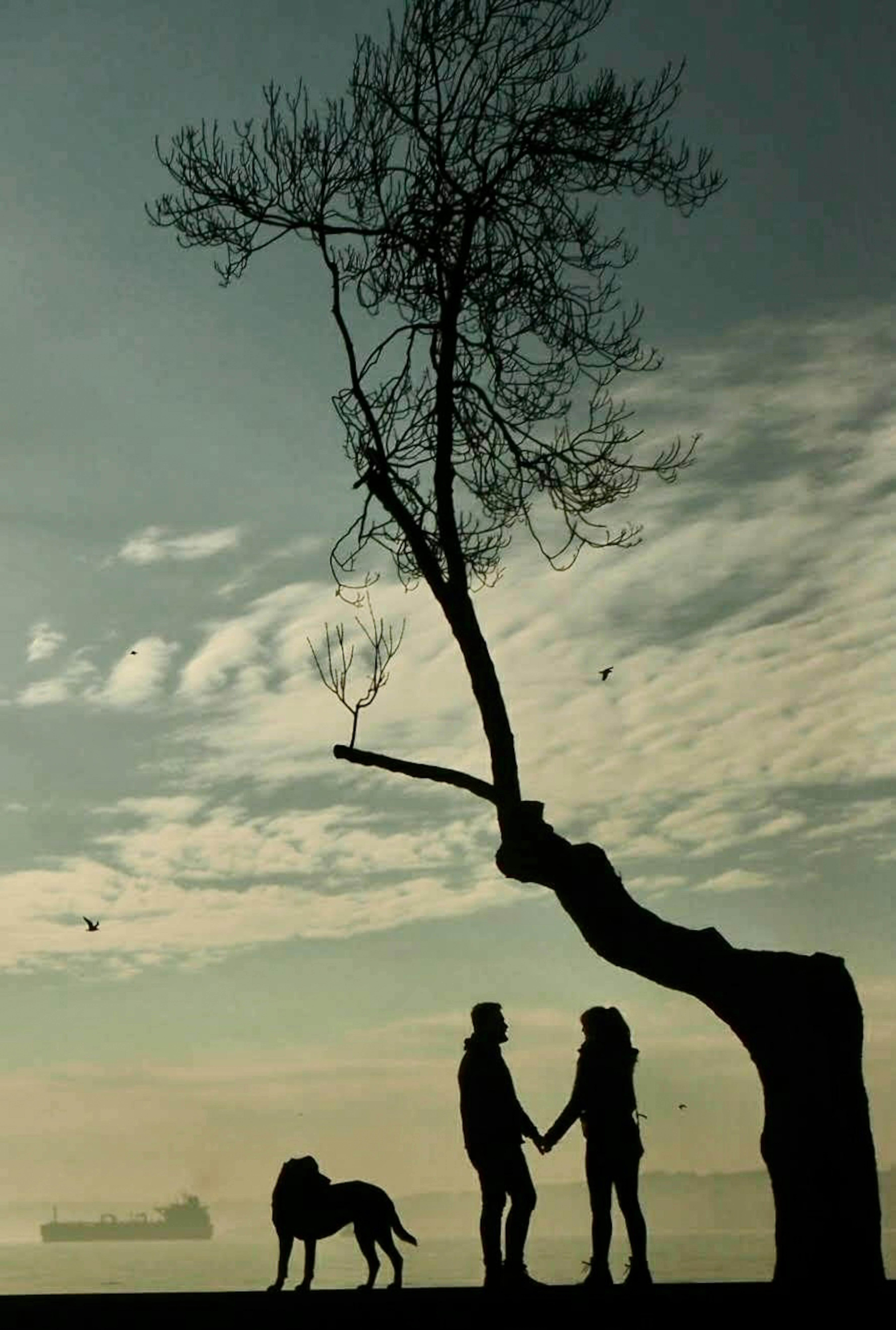 Bezpłatne Sylwetka pary trzymającej się za ręce z psem na tle drzewa o nietypowym kształcie o zachodzie słońca. Zdjęcie z galerii