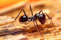 Close-up Macro Shot of a Black Ant on Wood