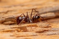 Macro Shot of Black Ant on Wooden Surface