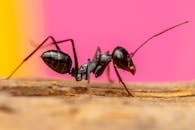 Close-up Macro Shot of a Black Ant on Wood