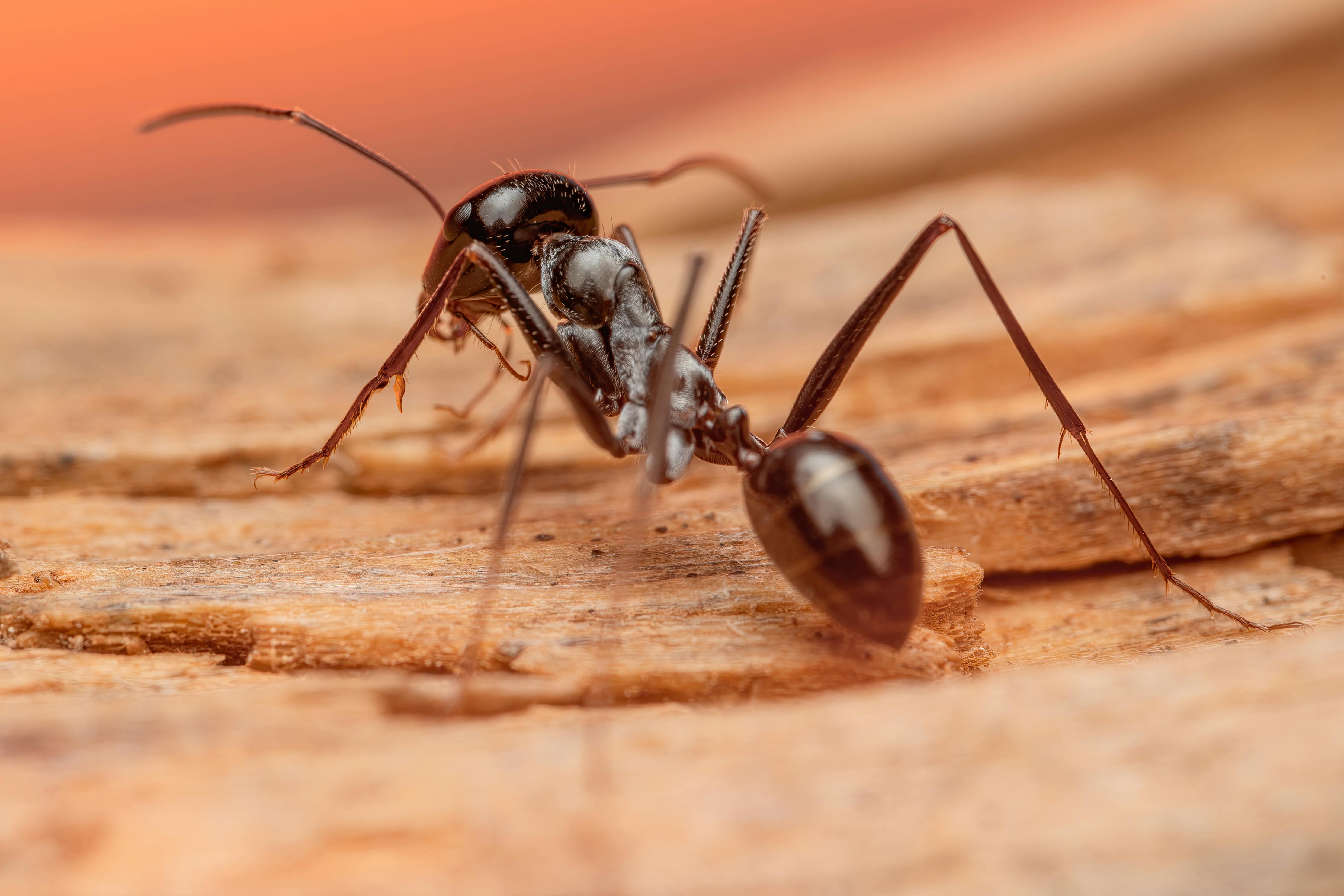 Rangschik deze Nederlandse insecten van kleinste naar grootste gemiddelde kolonieomvang