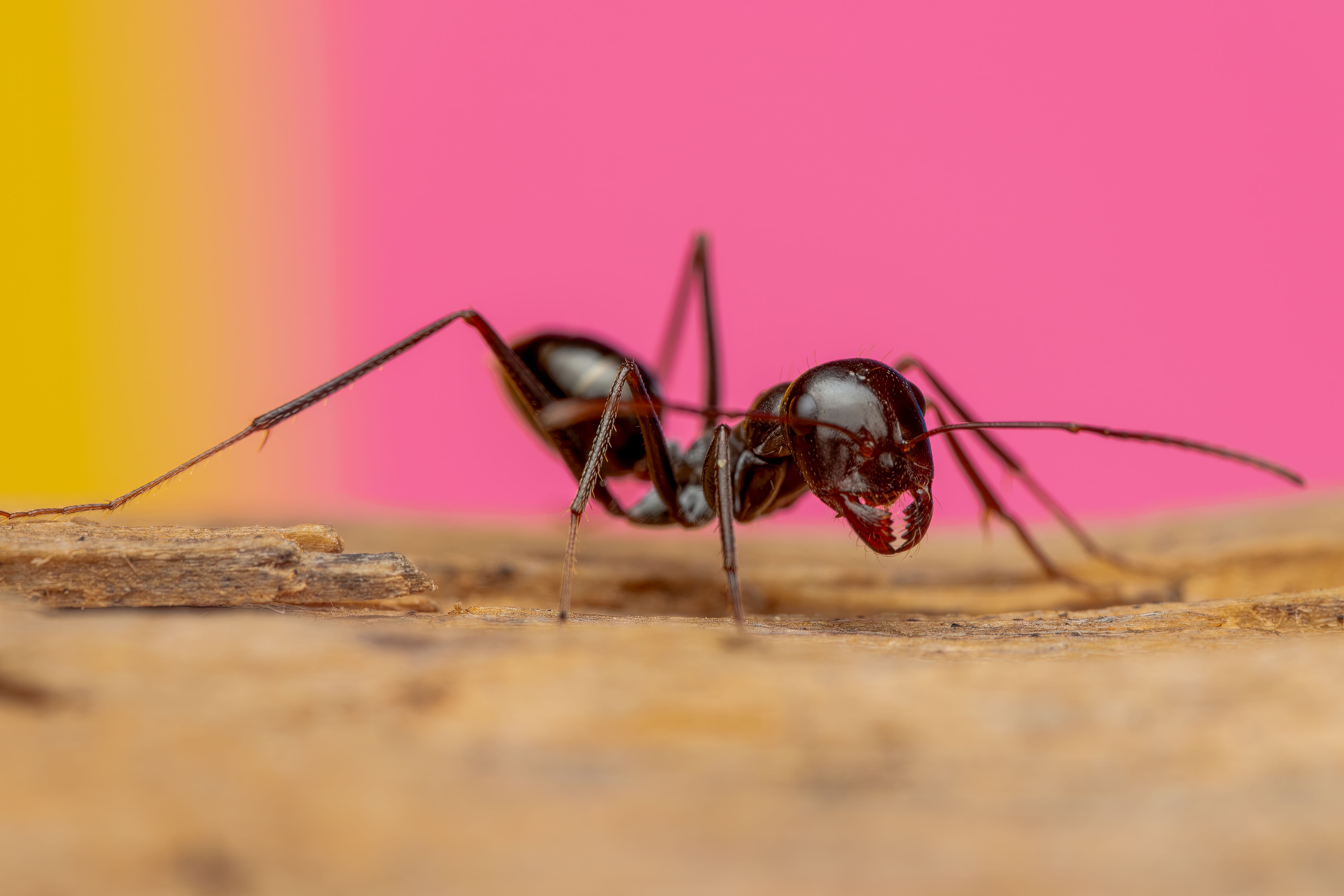 Carpenter Ant Bites: What You Need to Know