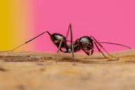 Black Ant Macro on Wood with Pink Background