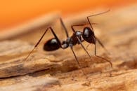 Close-Up Macro of Ant on Wooden Surface