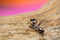 Macro Close-Up of Black Ant on Wooden Surface