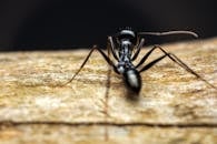 Macro Shot of Black Ant on Wood Surface
