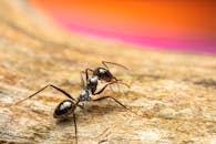 Macro Shot of a Black Ant on Wooden Surface