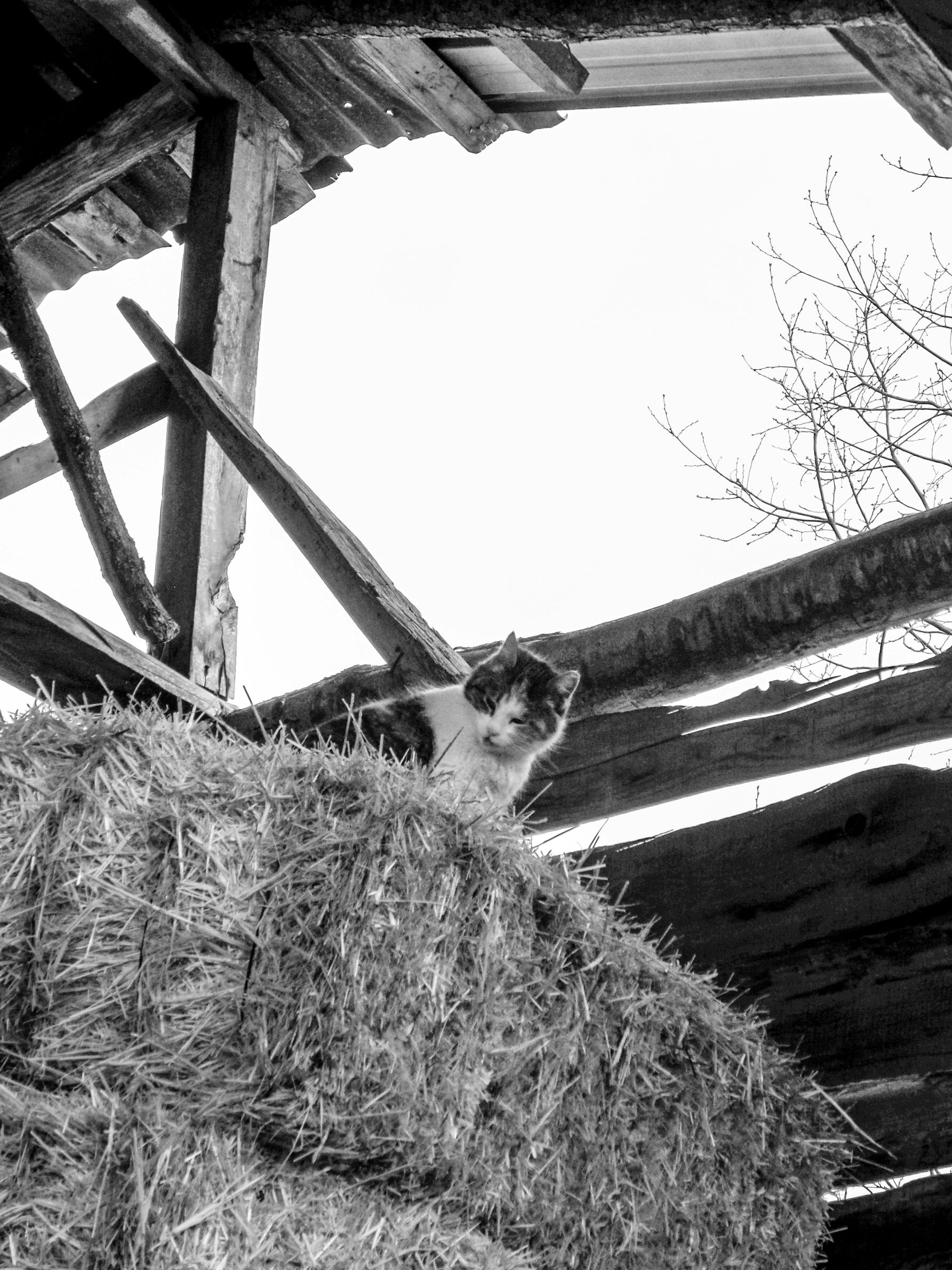 무료 가정의, 건초, 건초 두는 다락의 무료 스톡 사진