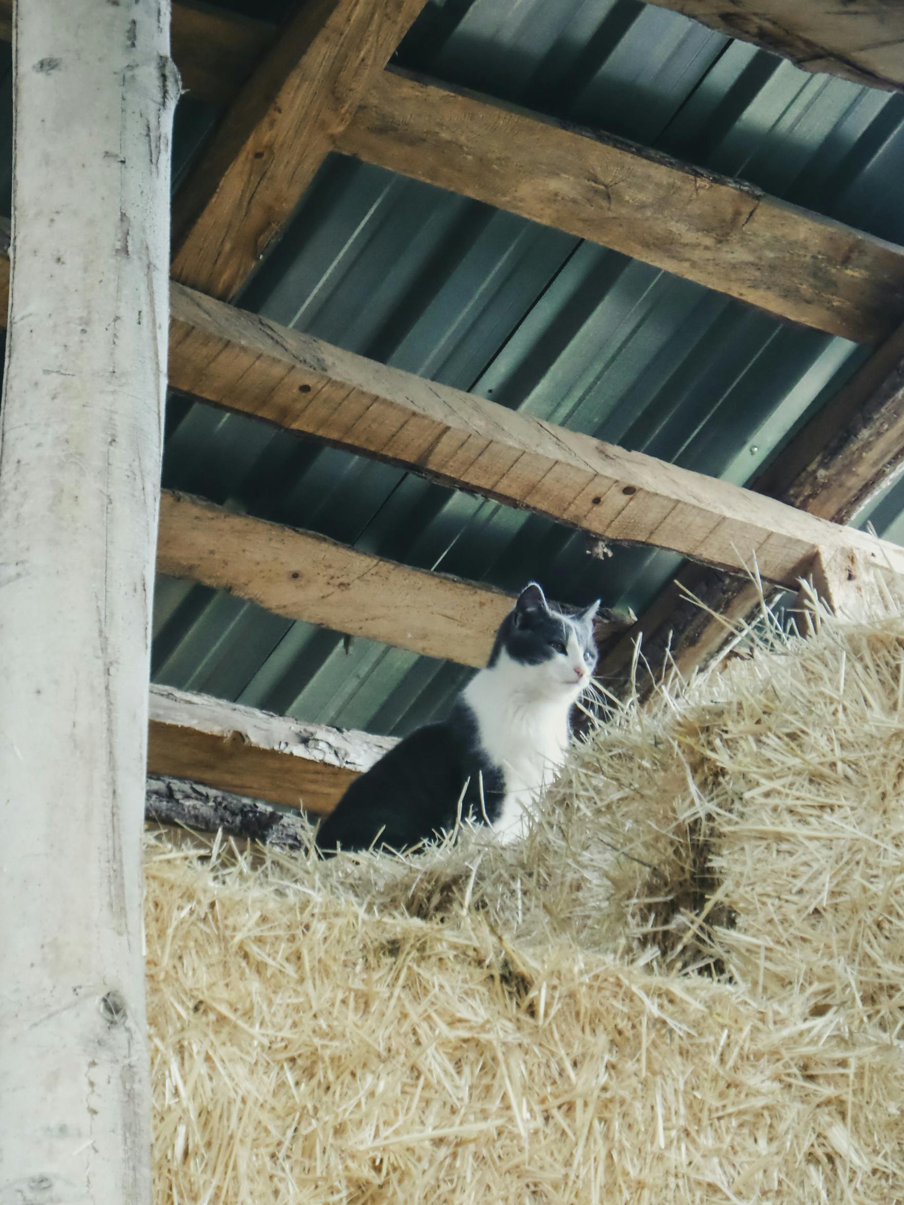 免费 一只迷人的黑白猫坐在乡村谷仓的干草垛上，凝视着窗外。 素材图片