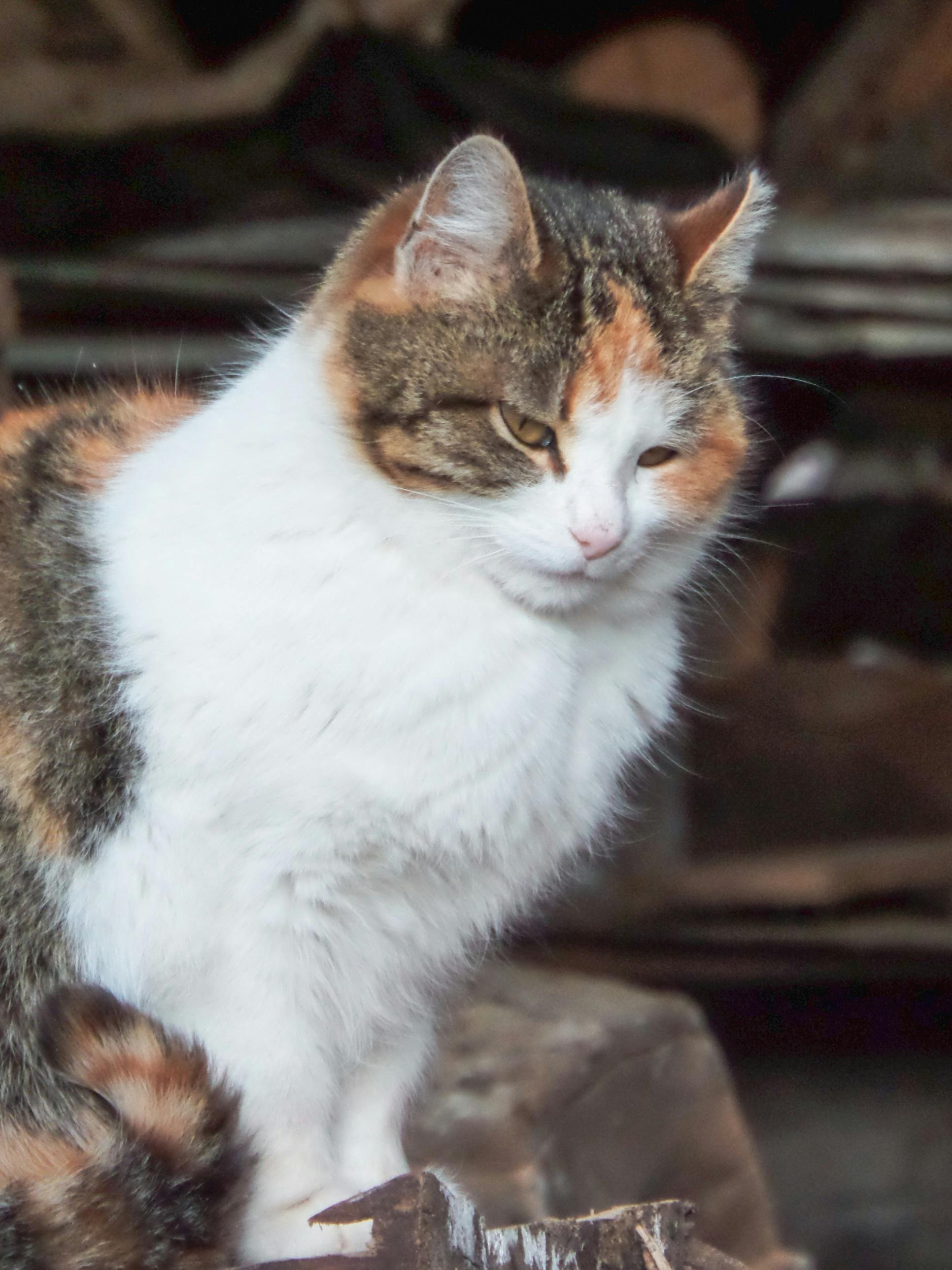 무료 가을, 가정 동물, 가정의의 무료 스톡 사진