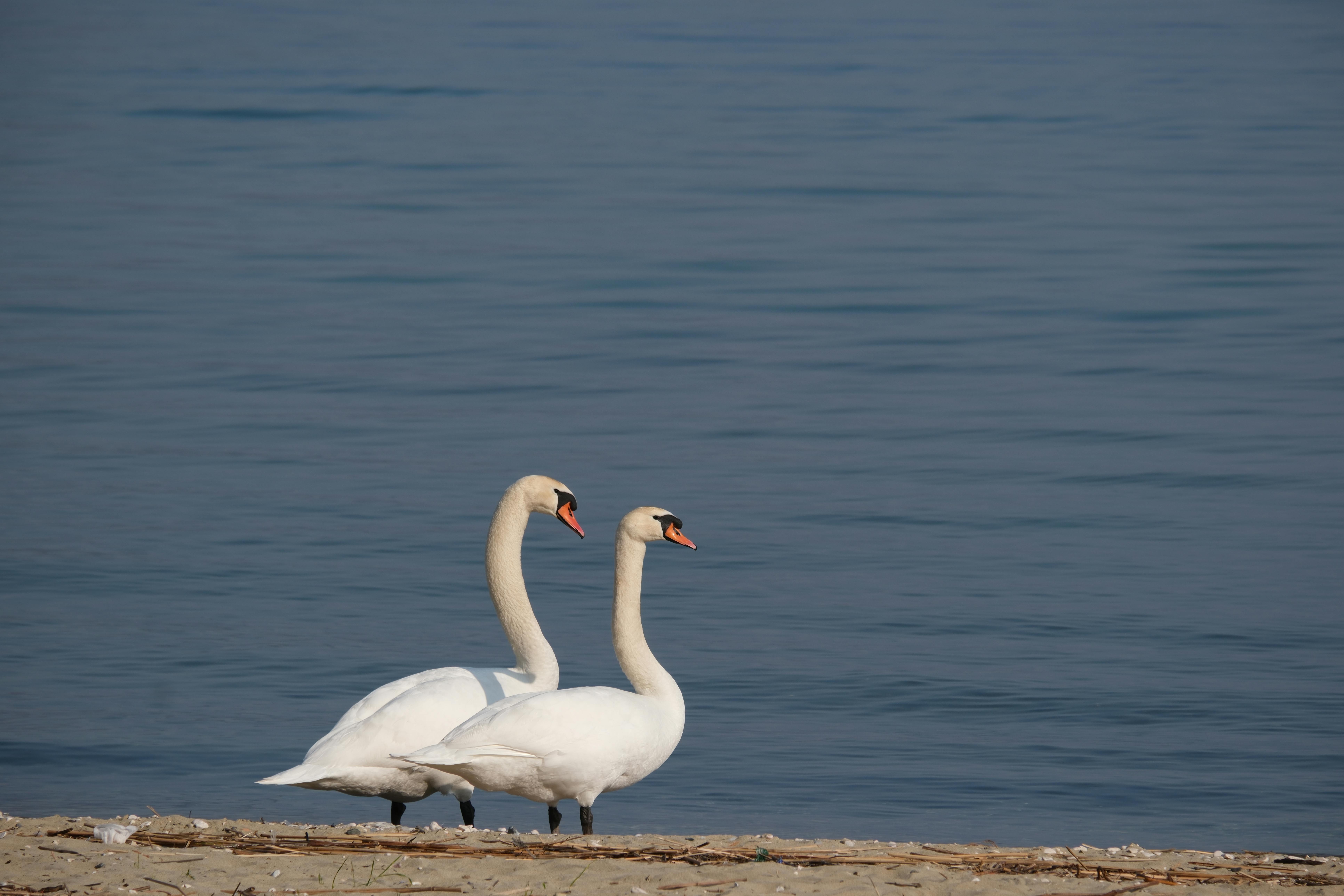 Miễn phí Hai con thiên nga duyên dáng đứng bên hồ Ohrid, Pogradec, Albania, dưới bầu trời trong xanh. Ảnh lưu trữ