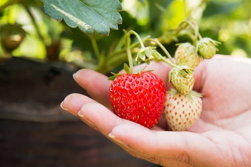 Free Person Holding Red Strawberry Stock Photo
