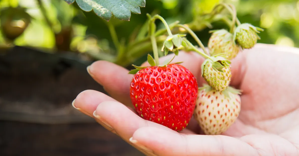 Fermes de fraises à Cameron Highlands