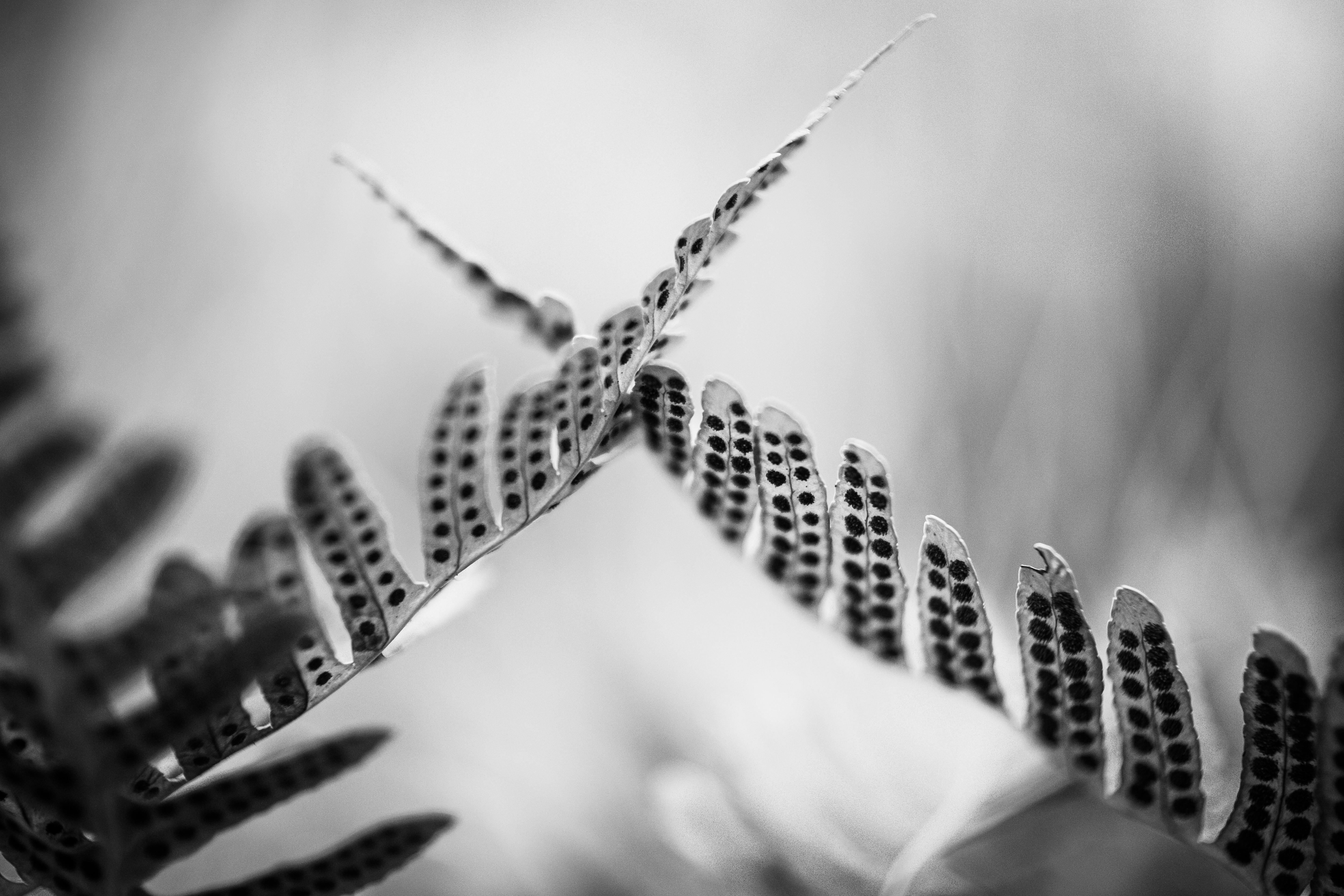 ingyenes Részletes fekete-fehér kép páfránylevelekről látható sporangiumokkal, amelyek természetes mintázatokat mutatnak be. Stockfotó