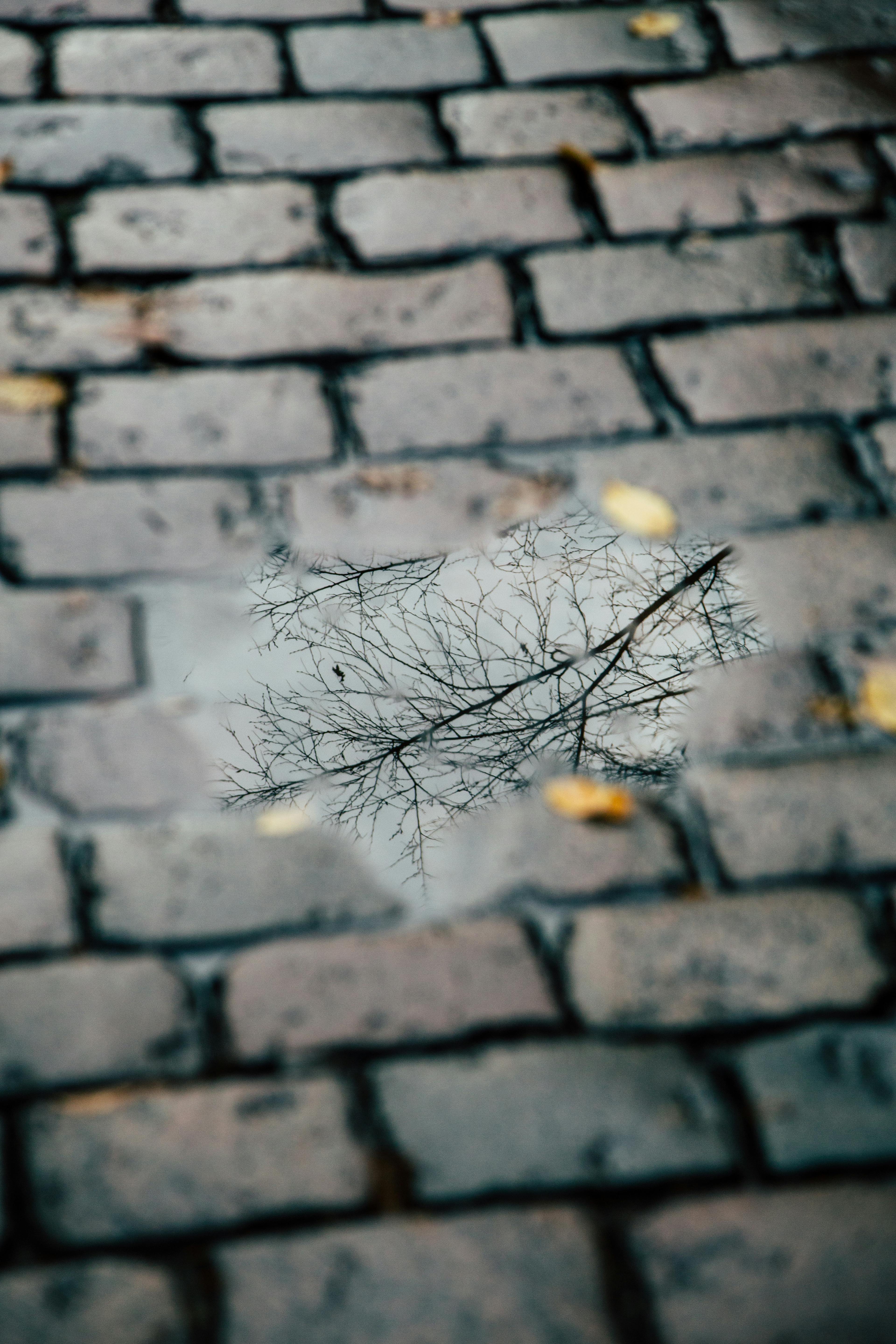 Bezpłatne Darmowe zdjęcie z galerii z @na wolnym powietrzu, abstrakcyjna natura, bruk Zdjęcie z galerii