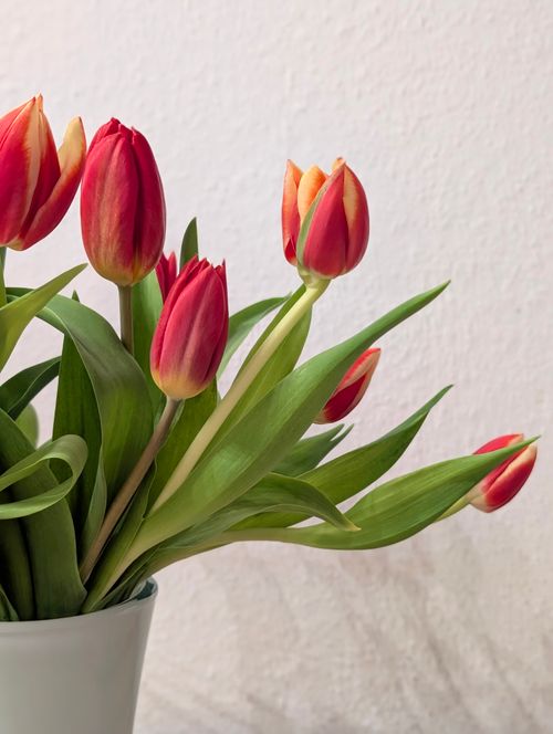 Free A beautiful arrangement of red tulips in a white vase, showcasing vibrant petals and green leaves. Stock Photo