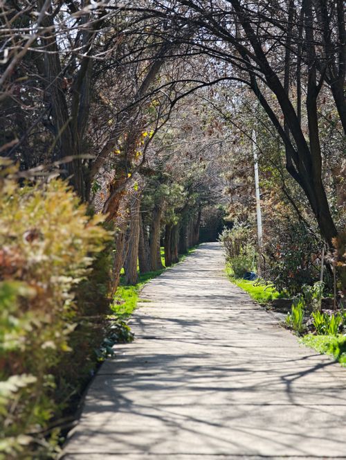 Free A peaceful walkway under sunlit trees, perfect for a tranquil stroll. Stock Photo