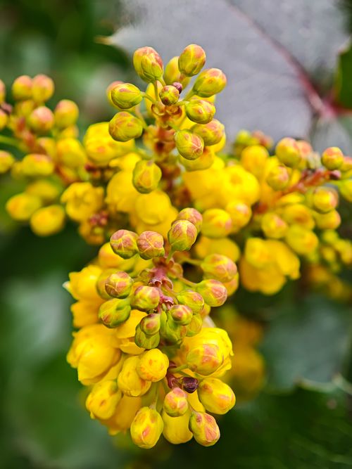 Free Vibrant yellow Mahonia flowers blooming in spring, showcasing nature's beauty. Stock Photo