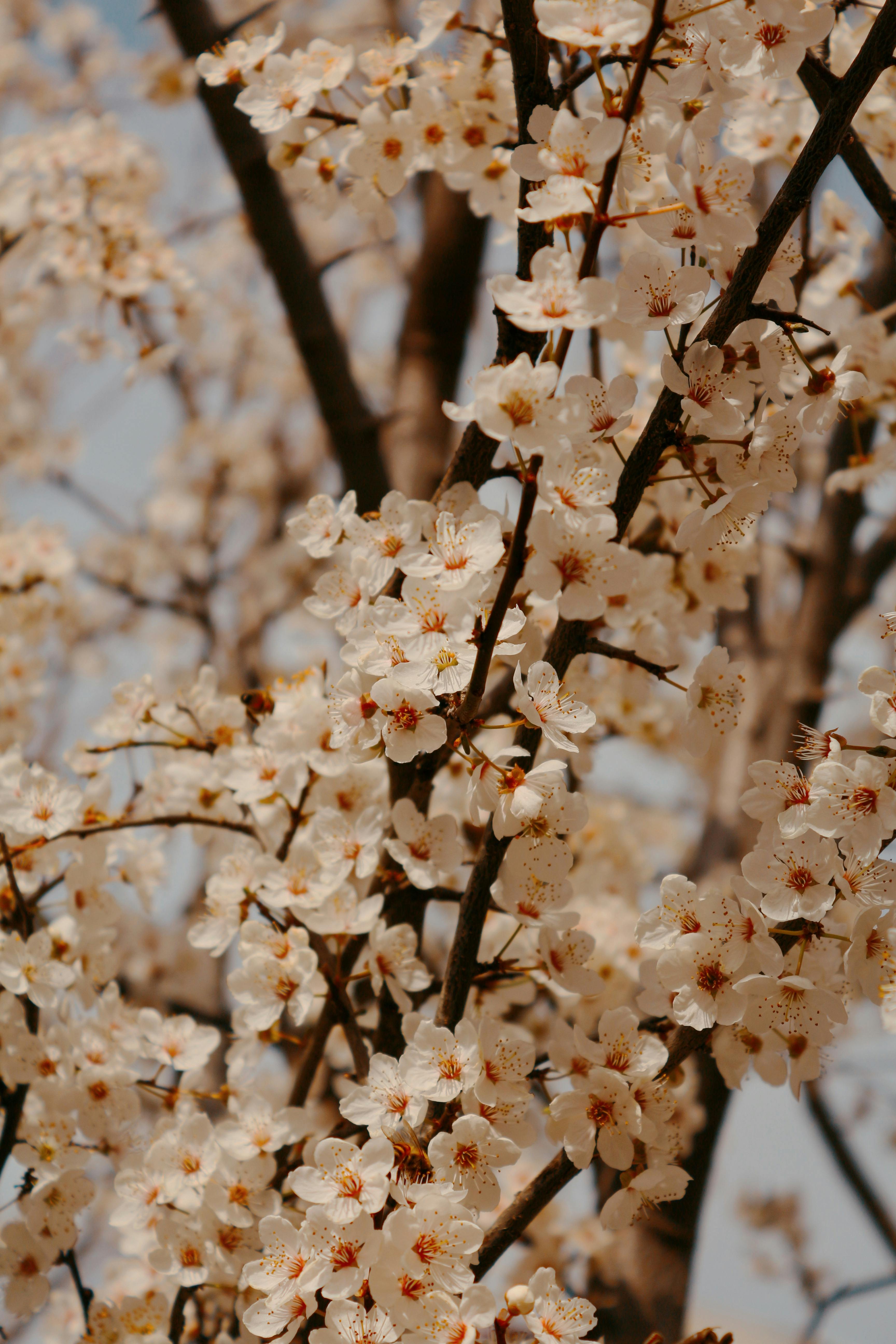免費 一張令人驚豔的照片，捕捉了春光明媚的日子裡櫻花盛開的景象，展現了大自然的美麗。 圖庫相片