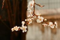 Close-up of Blooming Cherry Blossoms in Spring