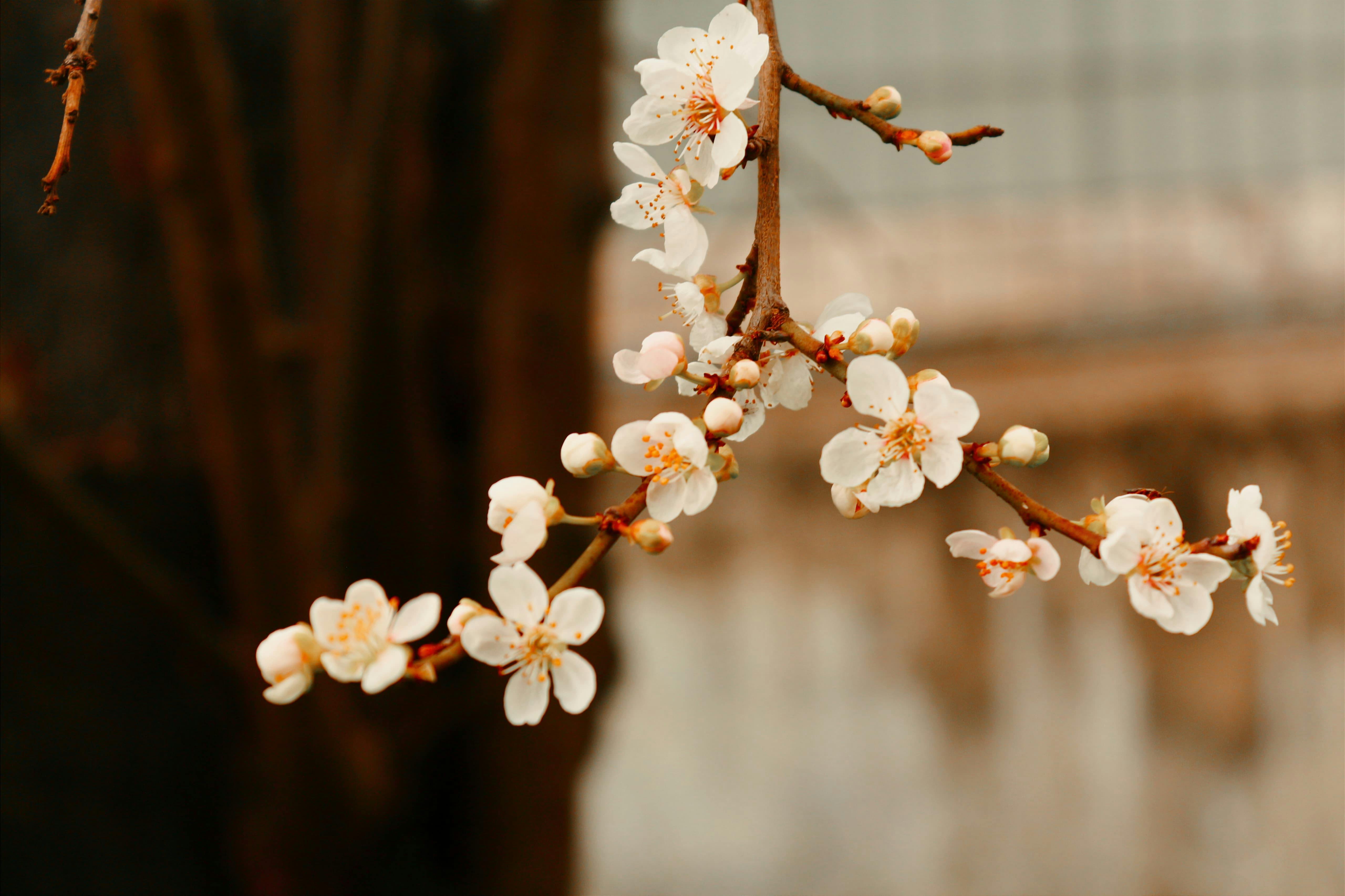 Close-up of Blooming Cherry Blossoms in Spring