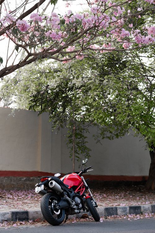 Free A red Ducati motorcycle parked beneath vibrant pink flowers under blooming trees in Bengaluru, India. Stock Photo