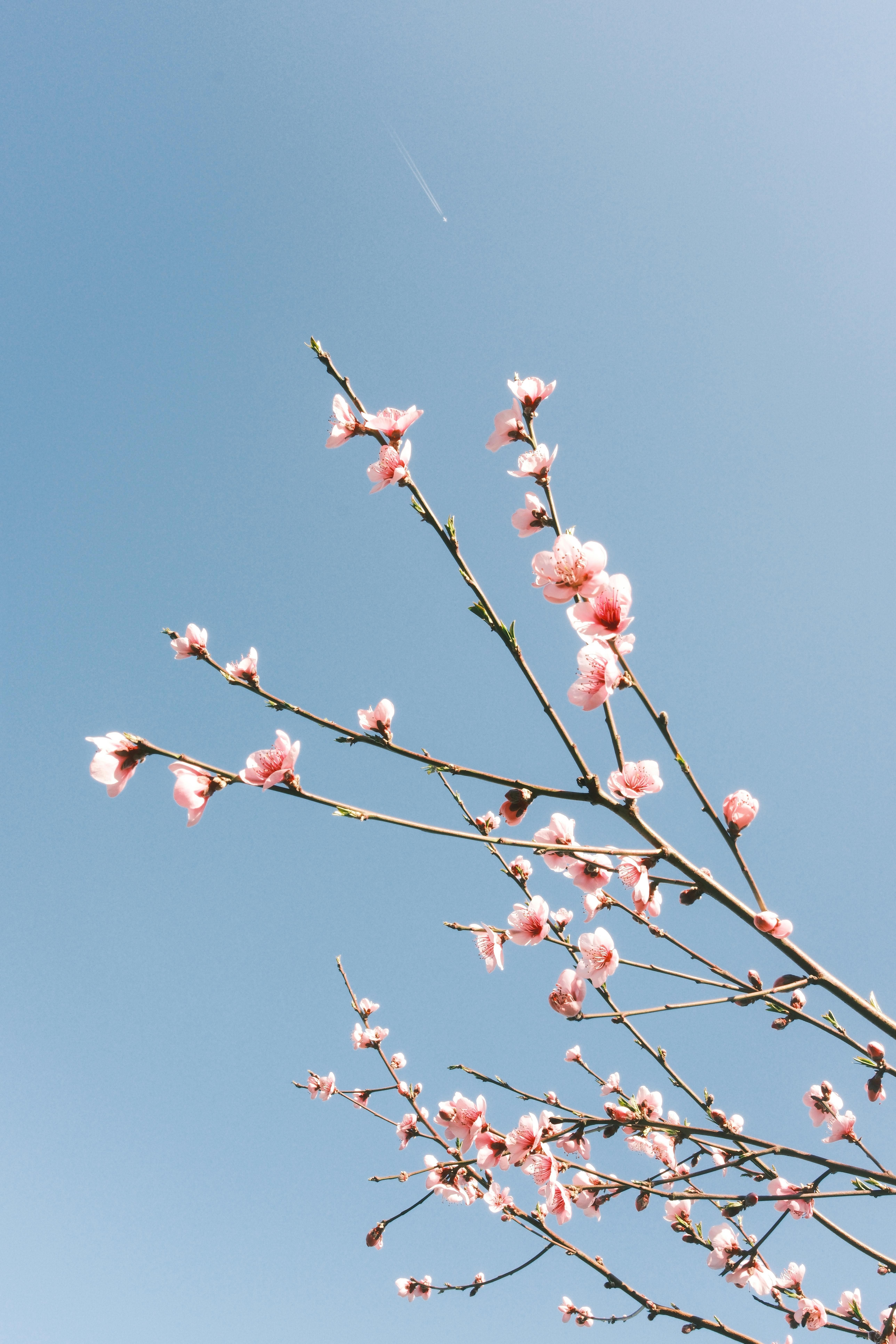 bezplatná Růžové třešňové květy v plném květu proti jasné modré obloze, signalizující příchod jara. Základová fotografie