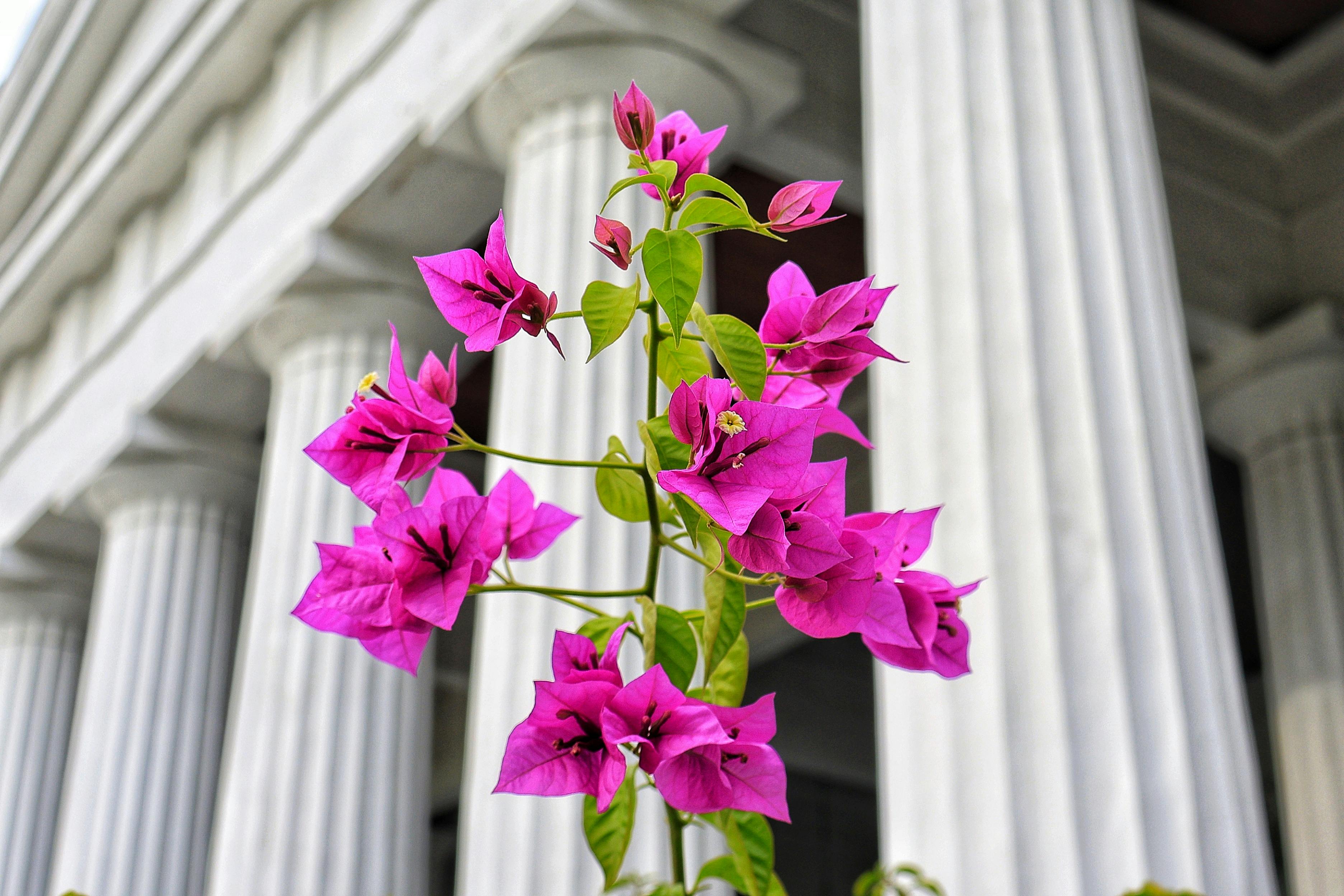 Free Vibrant pink bougainvillea blooms stand out against classical columns in Jakarta, Indonesia. Stock Photo