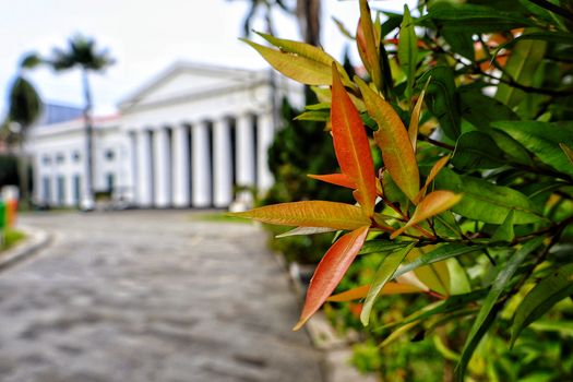 Bogor botanical gardens day — Jakarta
