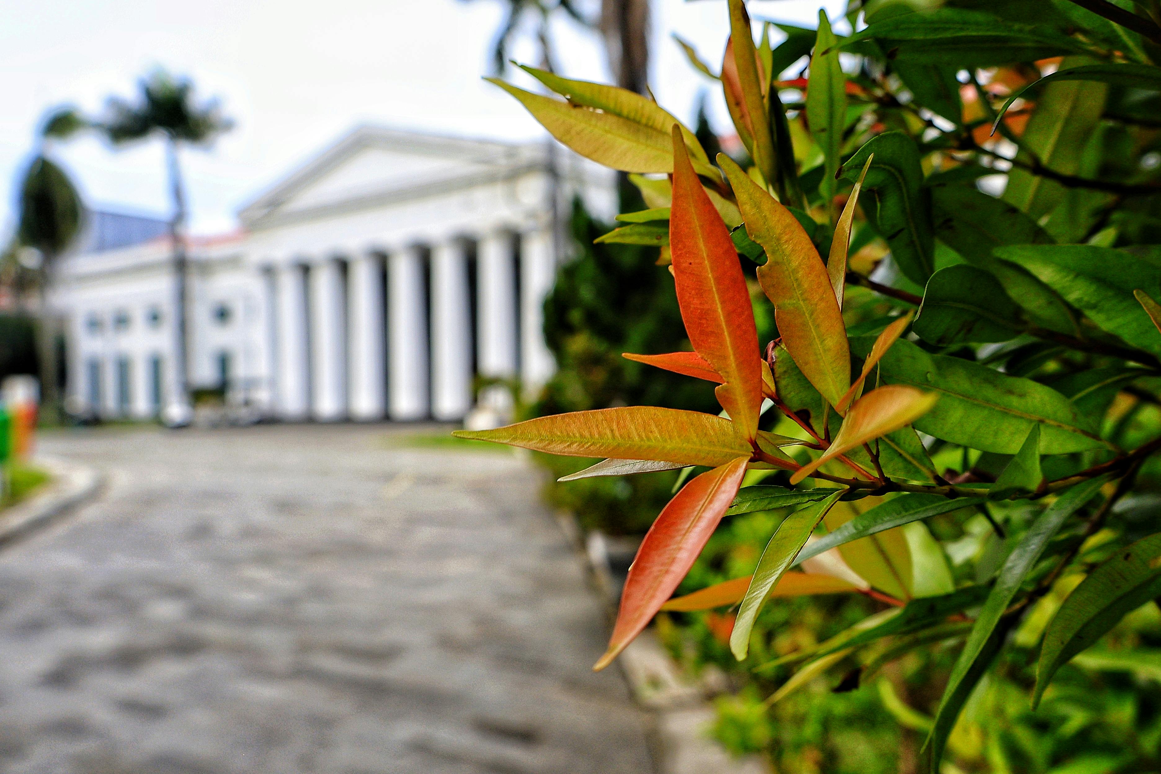 Miễn phí Những tán lá xanh mướt nổi bật trên nền một tòa nhà kiến ​​trúc tân cổ điển mờ ảo ở Jakarta, Indonesia. Ảnh lưu trữ