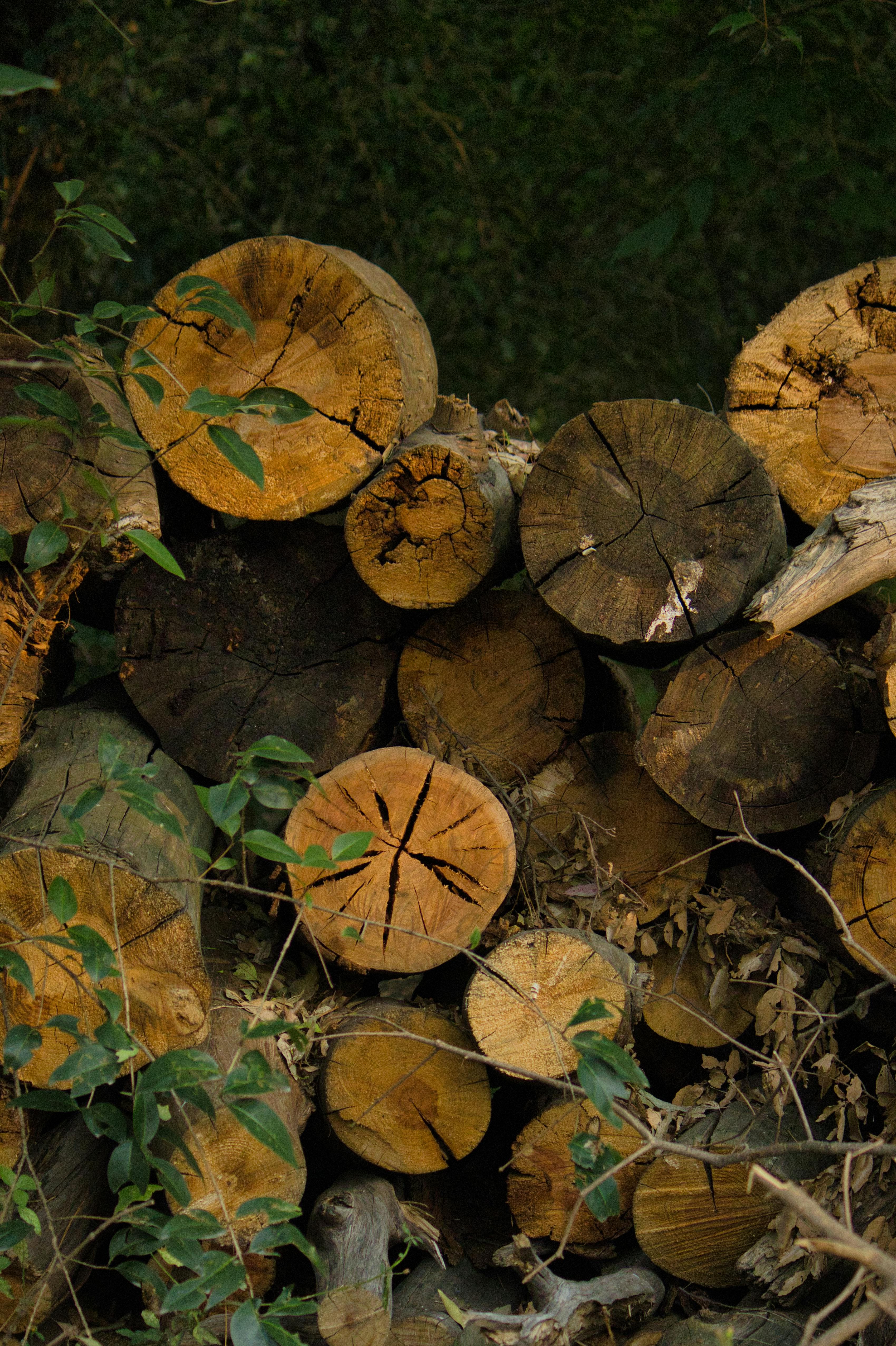 bezplatná Detailní pohled na hromadu klád v lesním prostředí, zvýrazňující texturu a přirozený rozklad. Základová fotografie