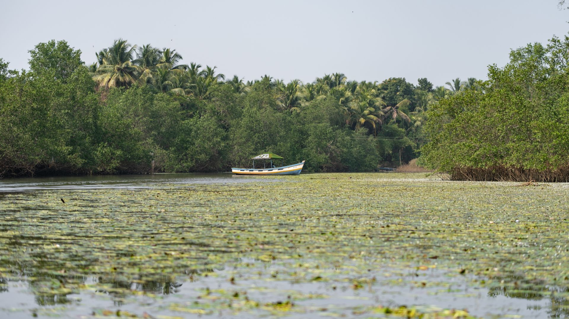 Tranquil river scene with a boat surrounded by lush mangroves in Honnavar, India.