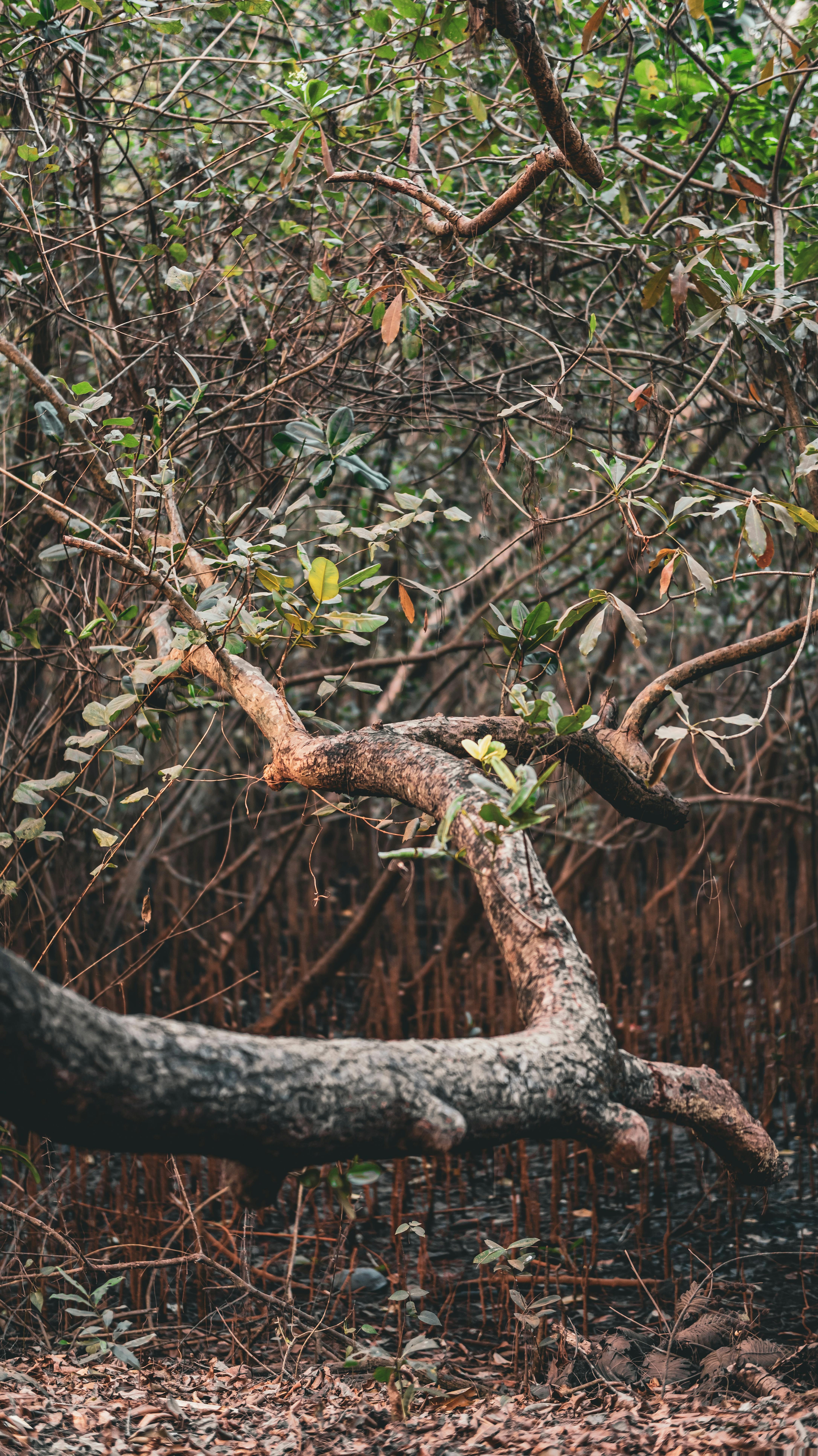 Miễn phí Khám phá khu rừng ngập mặn tươi tốt ở Honnavar, chiêm ngưỡng những cành cây đan xen và tán lá rực rỡ sắc màu. Ảnh lưu trữ