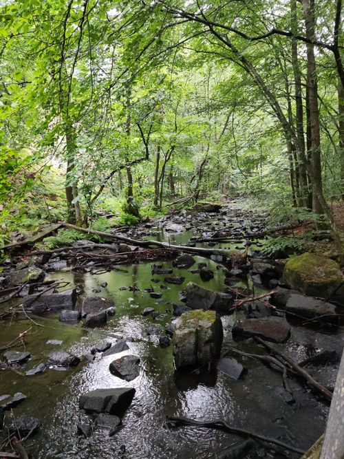 Free Peaceful forest stream surrounded by lush greenery in Skäralid, Skåne län, Sweden. Stock Photo