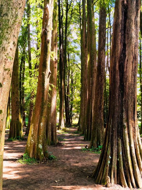 Free Explore a serene forest path lined with towering tall trees under a bright sky. Stock Photo