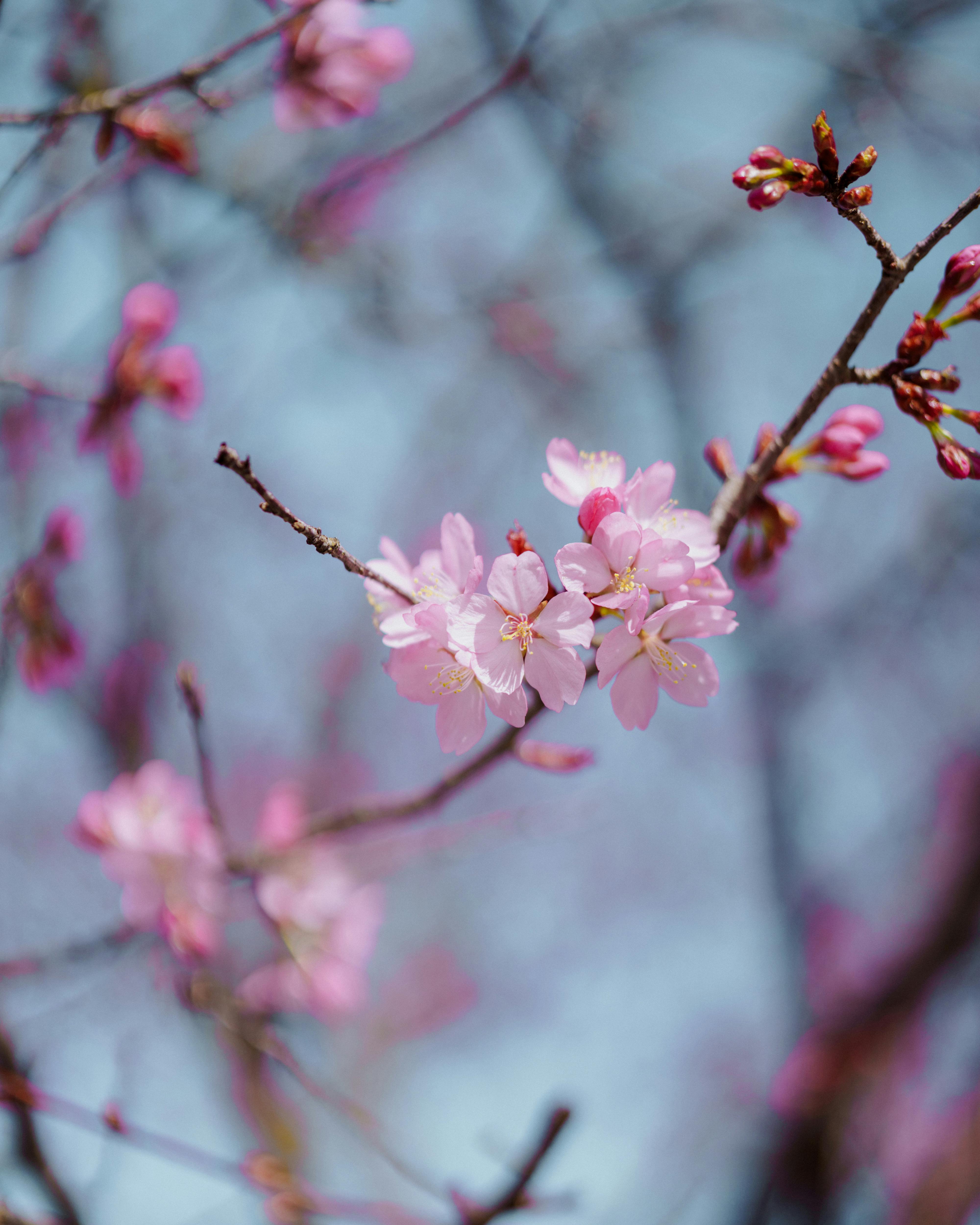 Free stock photo of focus stacking Stock Photo