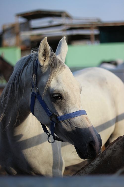Free Close-up of a white horse with blue halter in bright sunlight, highlighting its serene expression. Stock Photo